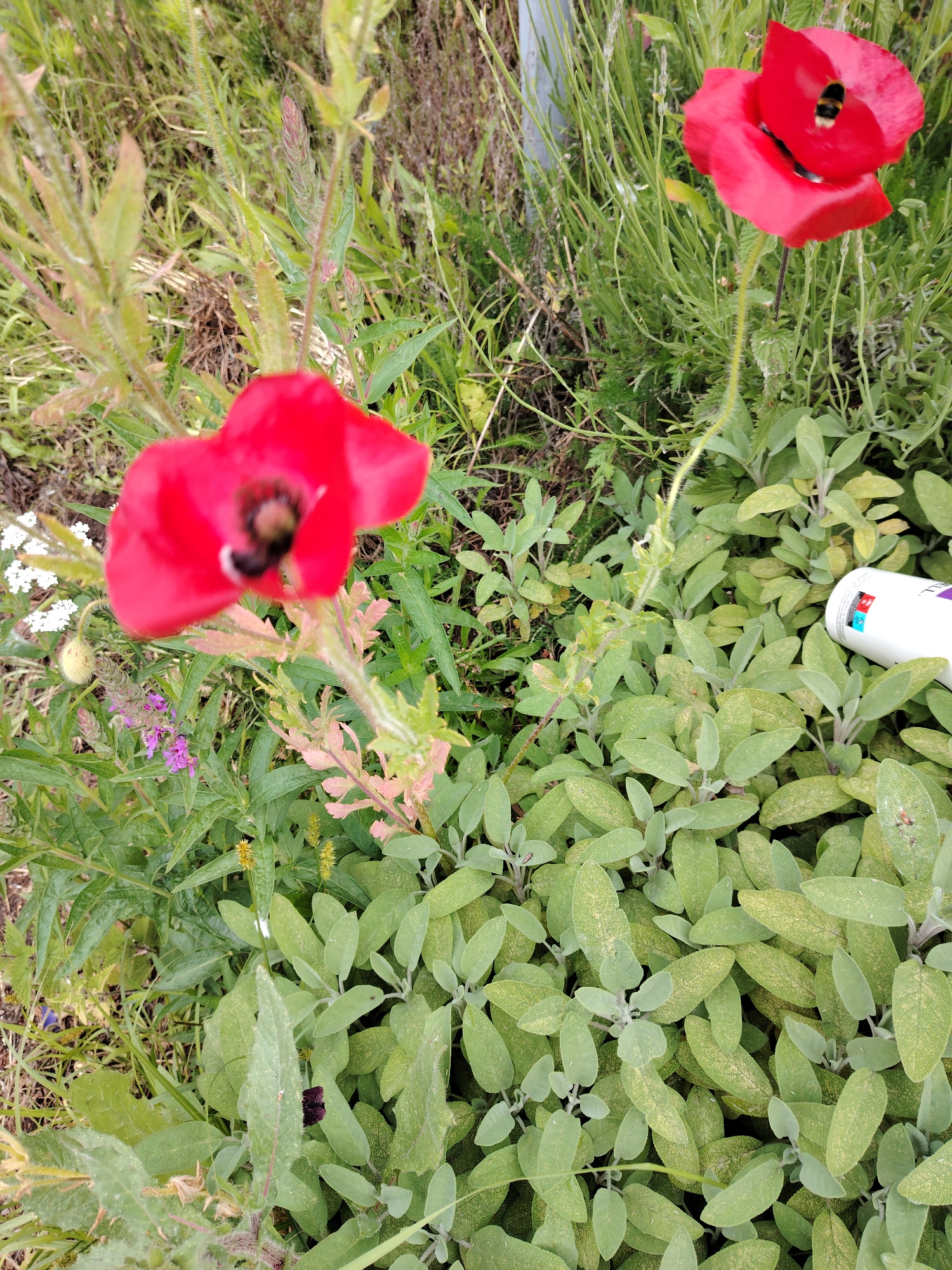 This image depicts a dense garden or naturalized area within the city of Peterborough, United Kingdom. The scene is dominated by varied plant life, including two prominent red common poppy flowers. A clear red poppy in the upper right quadrant features a black and yellow bumblebee actively pollinating its dark center. Another red poppy in the foreground is slightly out of focus, also containing a dark insect at its core. The lower right and center portions of the frame are densely populated by sage plants (Salvia officinalis), identifiable by their textured, grey-green leaves, some of which exhibit yellowish stippling. Other flora present include slender, upright grassy plants, small clusters of white flowers in the mid-left, and a spiky cluster of purple flowers in the mid-ground. A white, cylindrical plastic bottle with a purple cap and a partially visible multi-colored label is lying horizontally amidst the sage plants in the lower right. The environment suggests an outdoor setting with vibrant plant growth and insect activity.