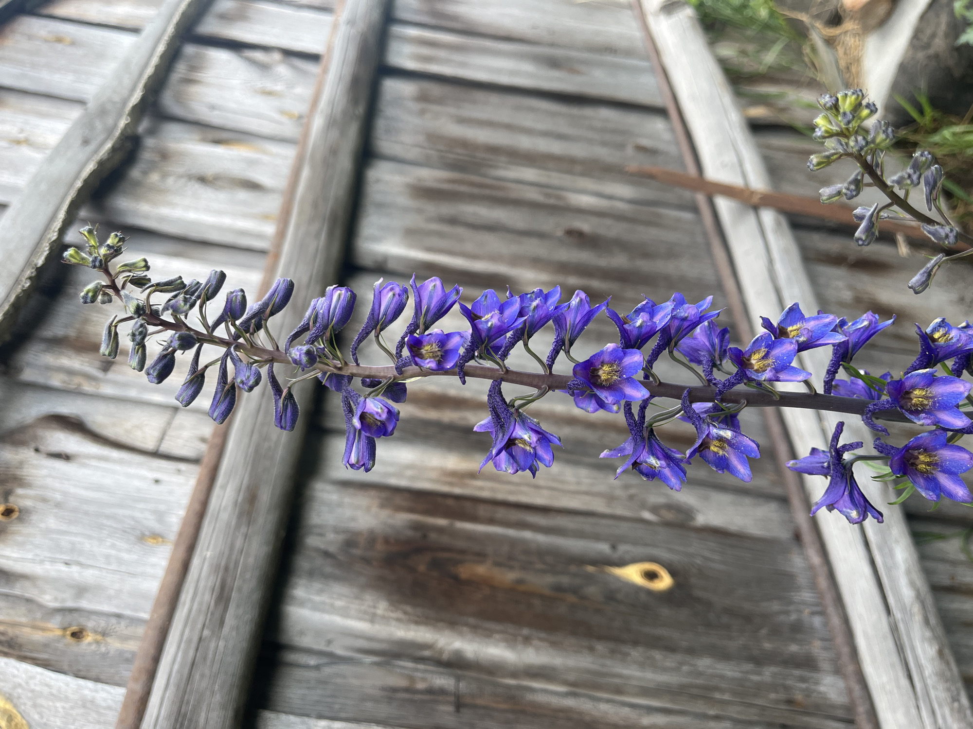 A close-up, vertical shot shows a tall stalk of purple delphinium flowers against a weathered wooden fence. The flowers are densely packed along the stem, with individual blooms featuring delicate, iridescent petals and yellow centers. Some buds are visible at the top of the stalk, appearing light green and fuzzy. The fence, constructed of horizontal planks, shows signs of age and wear, with a knot hole visible on the left side. The background is slightly blurred, suggesting a shallow depth of field. The overall setting appears to be outdoors, likely in a garden or rural area. The image was captured in Sukhrynskoye, Russia.