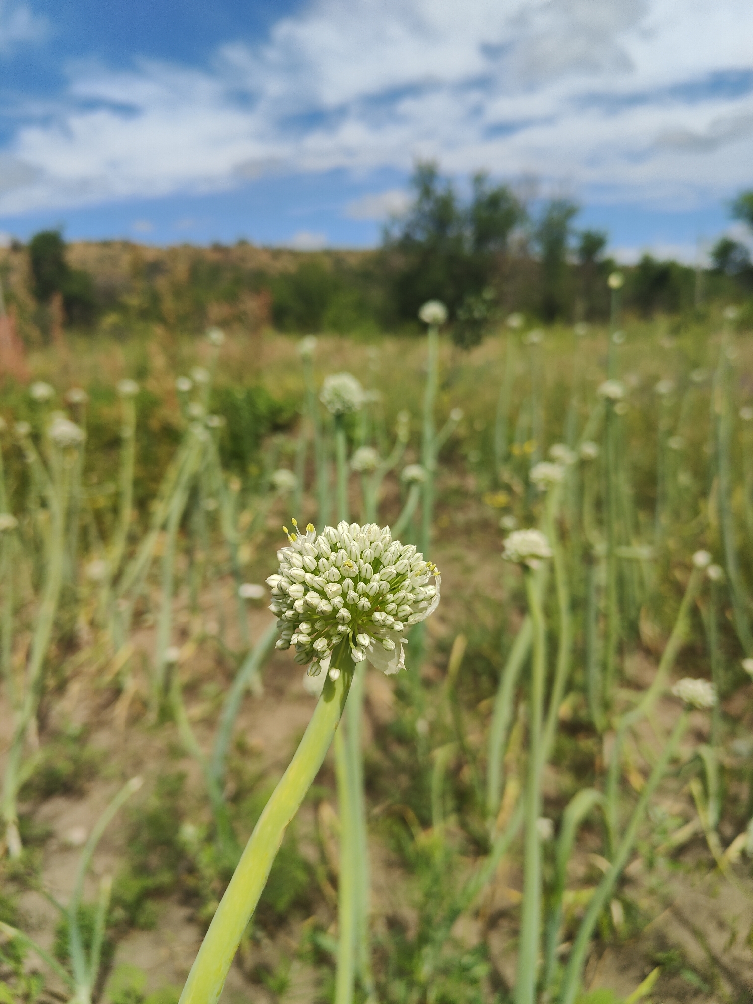 An outdoor, eye-level, vertical medium shot captures a field of onion blossoms under a blue sky with white clouds. The primary focus is on a single, prominent onion blossom in the foreground, to the right of center. Its tightly packed white petals and yellow stamen are sharply defined. The blossom emerges from a thick, green stalk that extends diagonally downwards and to the left.
The background is a blur of green stalks and small white blossoms, suggesting a larger field of onions. The ground appears to be dry soil with sparse patches of green vegetation. In the far background, a gentle, grassy slope is visible, dotted with trees and shrubs. The scene is bathed in natural light, indicating daytime. The overall impression is one of a cultivated agricultural landscape.