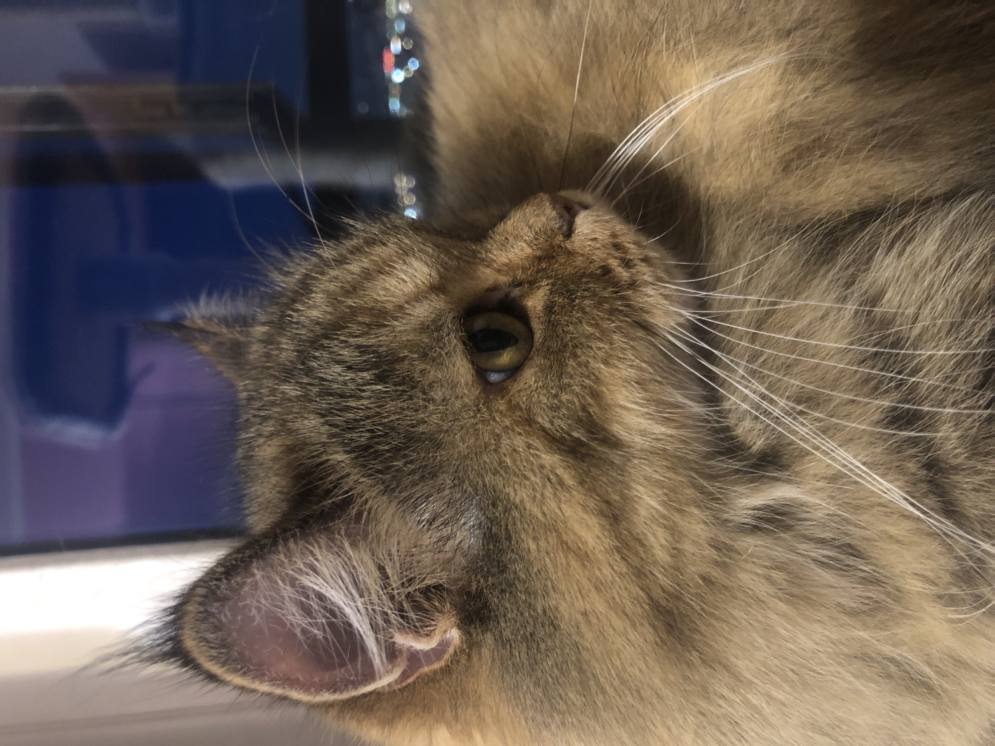 A close-up, side profile shot shows a tabby cat's face. The cat has golden-green eyes, prominent white whiskers, and tufts of fur on its ears. The background is blurred and shows a dark blue and purple hue, possibly a window reflecting lights from a city at night. The cat is positioned indoors, with its head and shoulders filling the frame.
