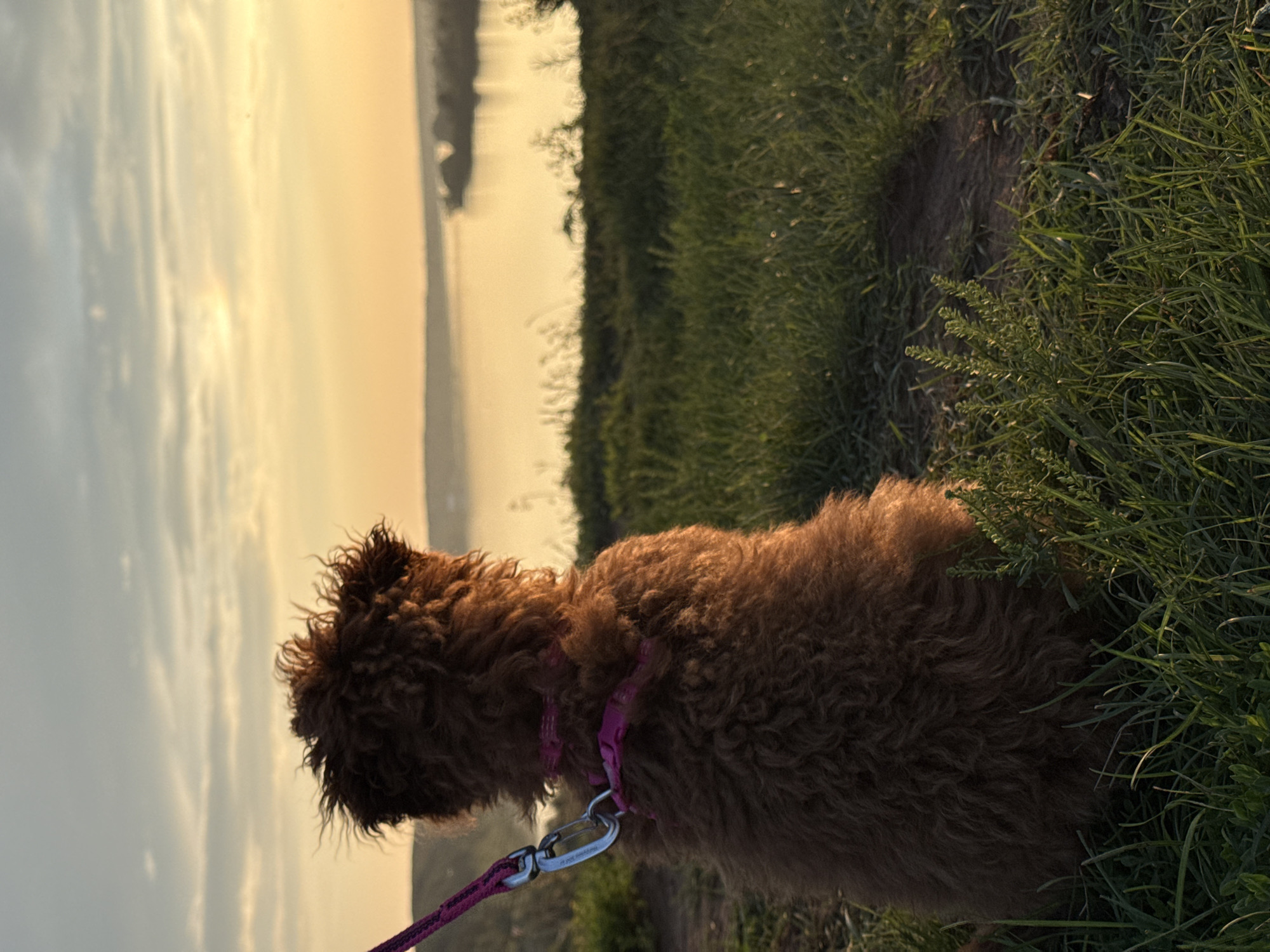 A fluffy, dark brown dog wearing a pink collar and harness, attached to a leash with a metal clasp, sits on a grassy embankment. The dog is viewed from the back, facing a wide, calm river or lake reflecting the warm, golden light of a setting sun. The sky above is a gradient of soft yellow and pale blue, with wispy clouds. The surrounding landscape is covered in green grass and low-lying vegetation, with a dirt path visible to the left of the dog. The location is identified as Olkhovka, Russia.