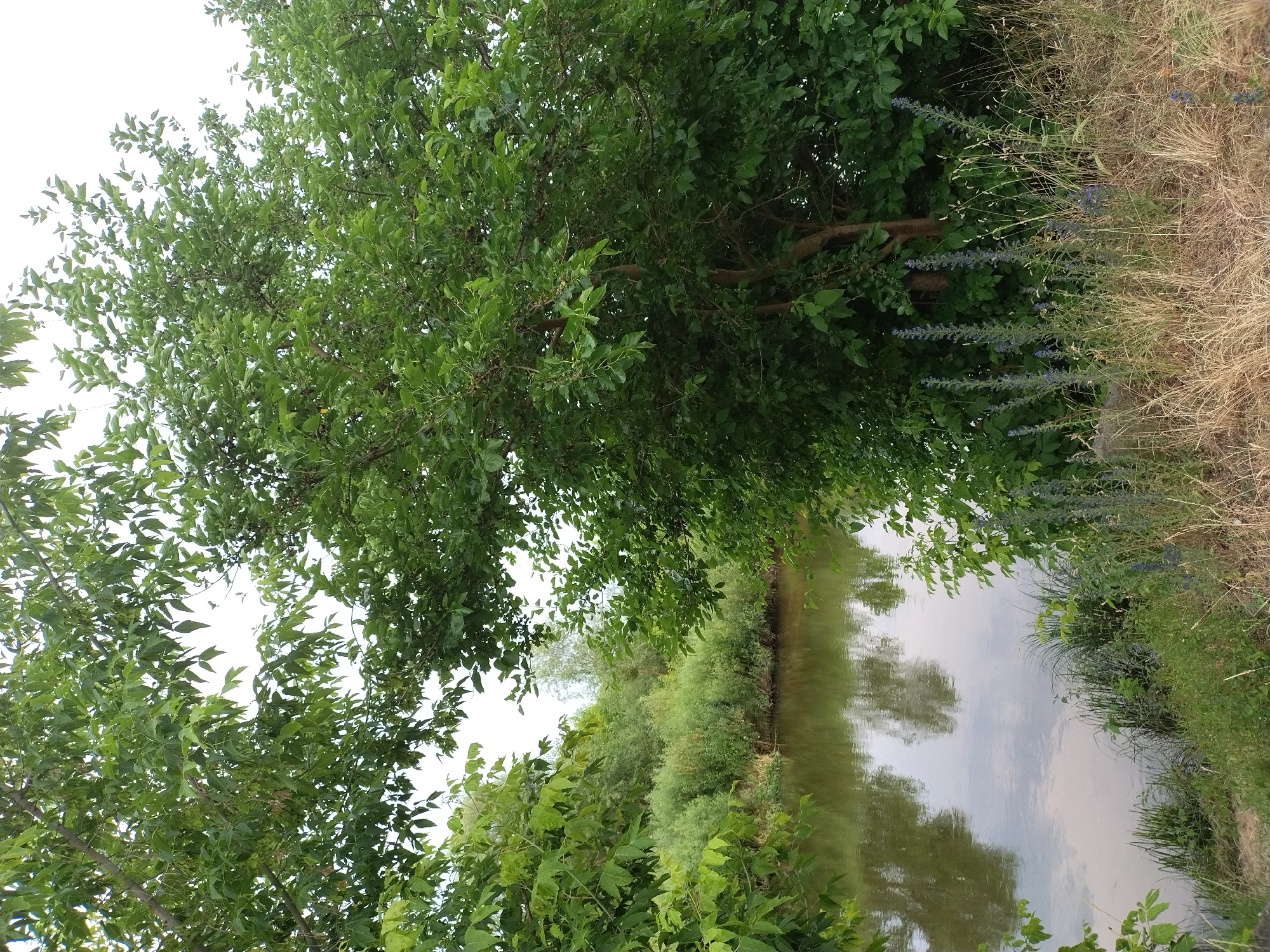 This media file captures a serene natural scene, likely in Ivankiv, Ukraine. The image is dominated by lush green foliage, with a large tree taking center stage, its branches extending outwards and partially obscuring the sky. Below the tree, a body of water, possibly a river or pond, reflects the surrounding greenery and the sky. The water appears calm and still, contributing to the peaceful atmosphere. On the right side of the image, dry grass and some blue wildflowers line the bank of the water, creating a contrast between the vibrant green and the earthy tones. The vegetation suggests a rural or natural setting, away from urban development. The lighting indicates it is daytime, possibly late afternoon or early evening, given the soft light and reflections. There are no people or man-made objects visible, emphasizing the untouched nature of the location. The overall mood conveyed is one of tranquility and natural beauty.