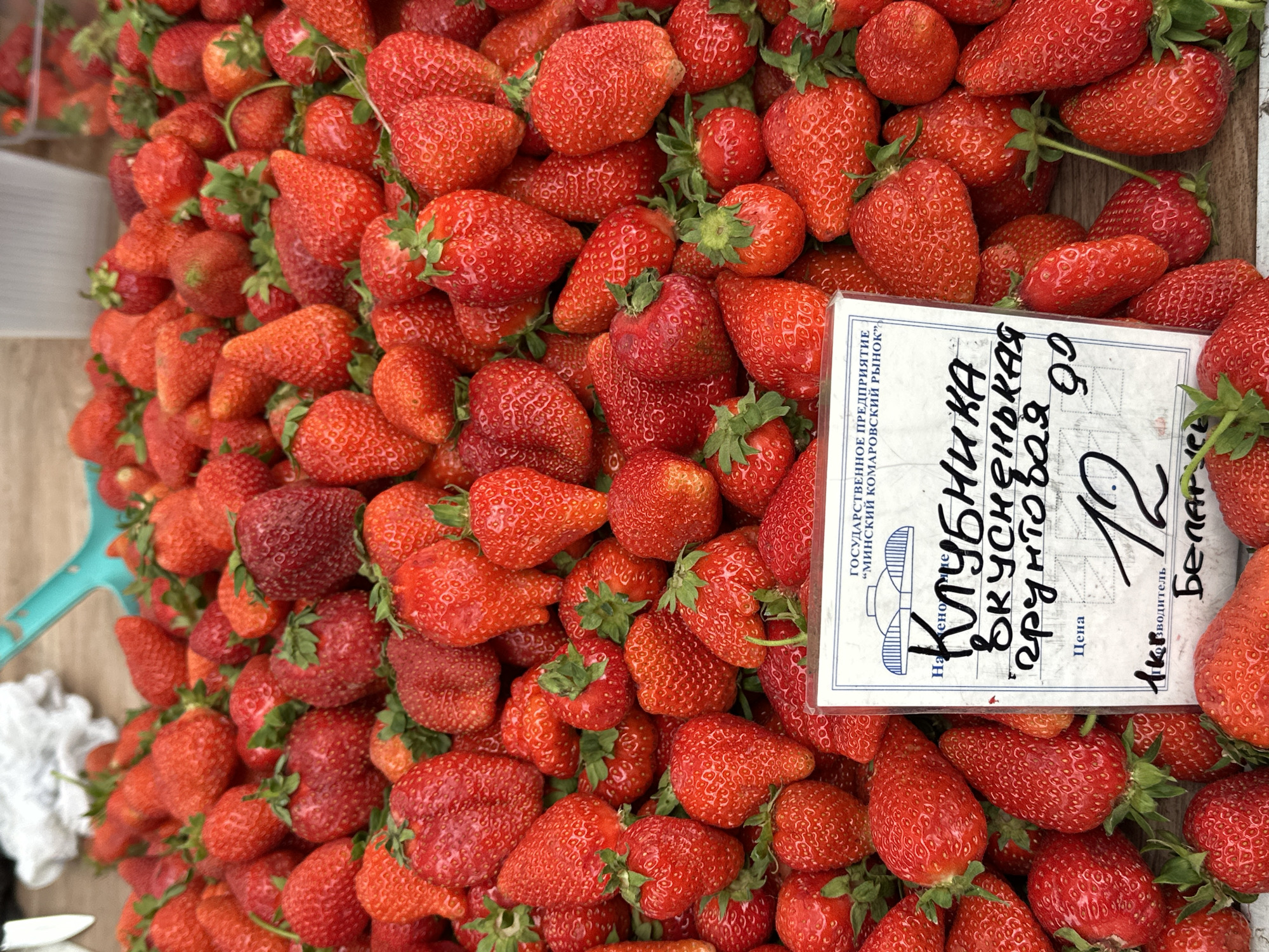 This media file captures a vibrant, close-up, top-down view of a large pile of fresh, ripe strawberries, likely displayed for sale at a market. The scene is dominated by the rich red color of the fruit, interspersed with green caps and stems.
The strawberries appear plump and juicy, varying slightly in size and shape, suggesting they are freshly harvested. Many of them still have their green calyxes attached, indicating their freshness. They are densely packed, filling most of the frame.
A white rectangular price tag or information card is prominently placed among the strawberries, angled to reveal handwritten and printed text. The printed text on the card reads "ГОСУДАРСТВЕННОЕ ПРЕДПРИЯТИЕ МИНСКИЙ КОМАРОВСКИЙ РЫНОК" (STATE ENTERPRISE MINSK KOMAROVSKY MARKET), confirming the location as the Komarovsky Market in Minsk, Belarus. Handwritten text on the card includes "Клубника" (Strawberry), "Вкусненькая" (Delicious), "грунтовая" (ground-grown or field-grown), and a price of "12" with a currency symbol that looks like a stylized 'Br' for Belarusian Rubles. Below the price, the word "Цена" (Price) is printed. Towards the bottom right, "Производитель" (Producer) is printed, with the handwritten word "Беларусь" (Belarus) indicating the origin of the strawberries.
Partially visible on the far left of the image are a light blue plastic scoop, suggesting that customers might serve themselves or that the vendor uses it for packaging, and some blurred white material, possibly a cloth or packaging. The surface beneath and around the strawberries appears to be a light wooden texture, likely a market stall table or crate.
The image conveys a sense of abundance and freshness, typical of a summer market setting.