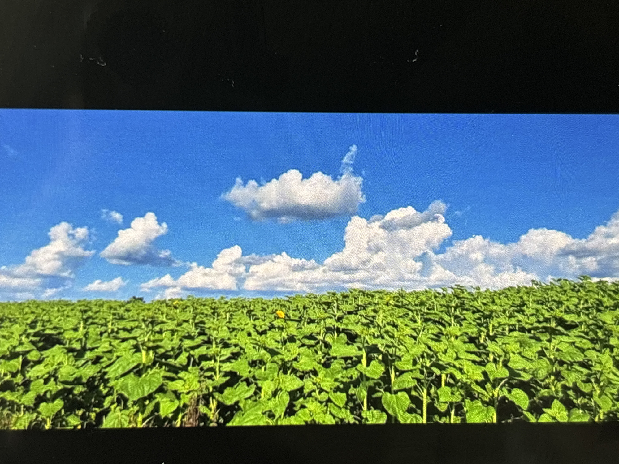 The image displays a serene outdoor landscape, appearing to be a photograph of a screen, characterized by black bars at the top and bottom edges. The primary subjects are a sprawling field of green plants under a clear blue sky.
The lower two-thirds of the image are filled with a dense field of uniform green plants, likely young sunflowers, given their large, broad leaves and organized growth patterns. The plants are in rows, extending towards the horizon, creating a textured, verdant carpet. One small, indistinct yellow bloom can be seen in the distance amidst the greenery, suggesting the plants are beginning to flower.
Above the field, the sky is a vivid, deep blue, adorned with numerous fluffy, white cumulus clouds. These clouds vary in size and shape, adding depth and interest to the expansive sky.
The scene depicts a calm, natural setting, with no people or animals visible, and no specific activity taking place beyond the growth of the plants. It appears to be a bright, sunny day, likely late morning or early afternoon, given the clear conditions and light. The weather is fair, with scattered clouds. Although visual cues in the image are generic to a rural landscape, the provided context situates this scene in Wolverhampton, United Kingdom. There is no visible text in the image.