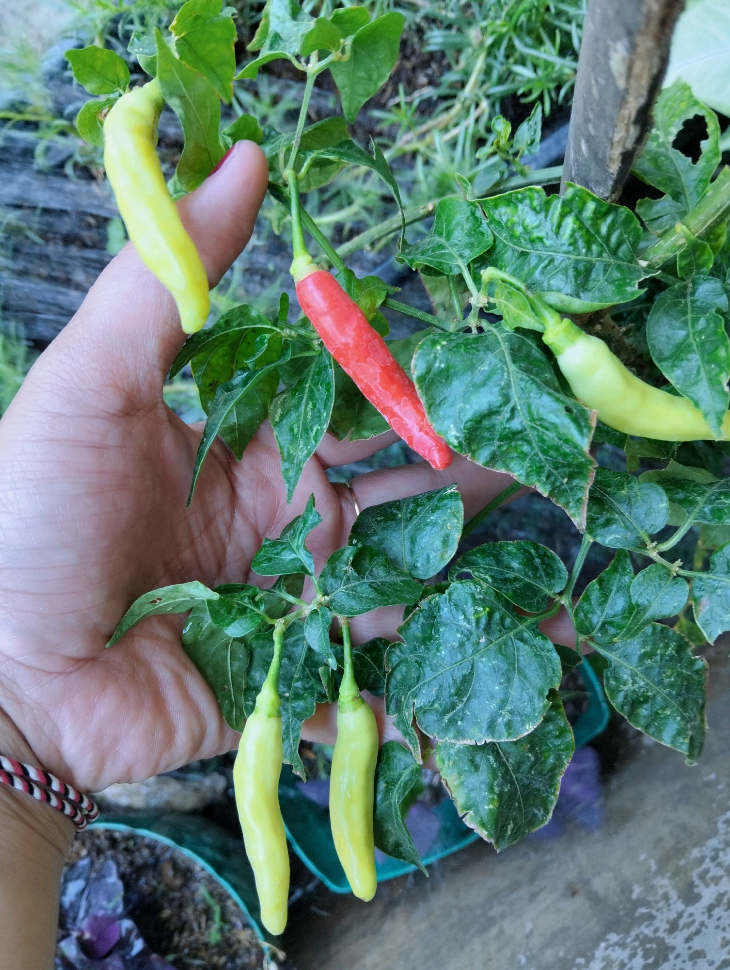 A hand is shown holding a branch of chili peppers in Tipar, Indonesia. The peppers are a mix of yellow and red, with some green leaves and stems visible. The hand has a ring on one finger and a bracelet on the wrist. The background is blurred, but appears to be outdoors with some plants and soil. The overall impression is of a close-up shot of a chili pepper plant.