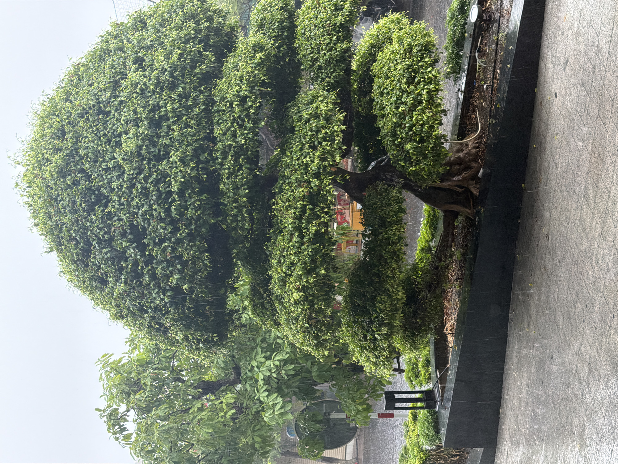 The image shows a large, tiered bonsai tree in Bac Nha Trang Ward, Vietnam. The tree is shaped into rounded layers, covered in dense, small green leaves. It sits in a dark-colored planter box next to a gray concrete sidewalk. Other greenery is visible in the background, and a street sign is partially visible. The sky is overcast, and it appears to be raining lightly.