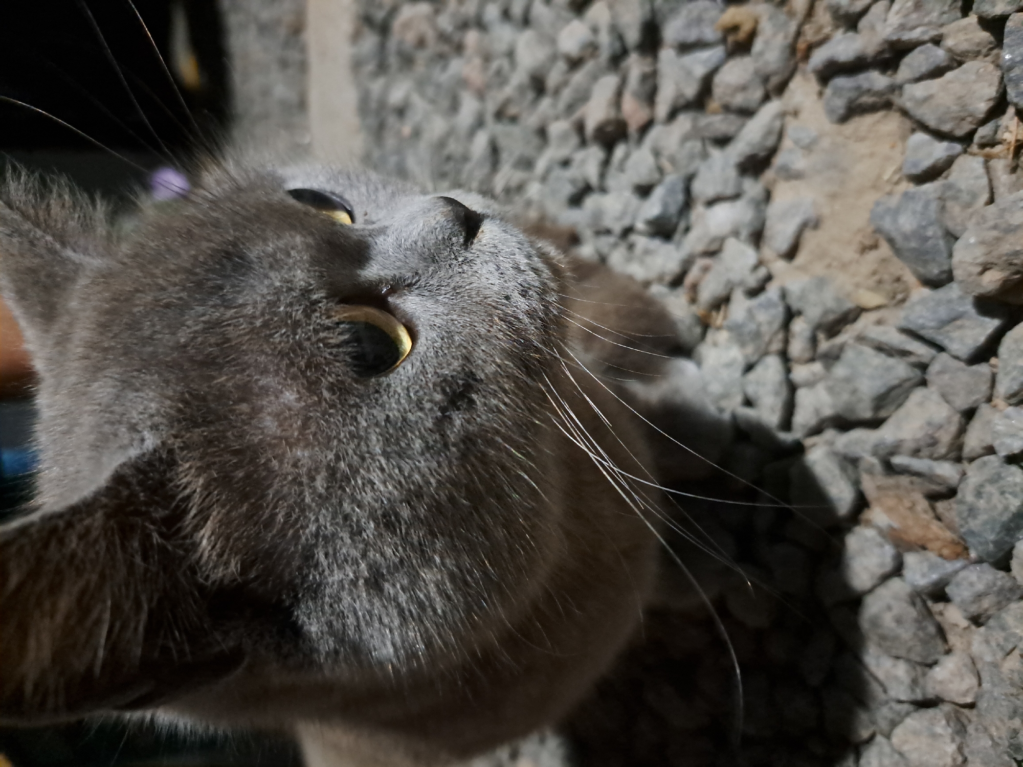 A close-up, eye-level, medium shot captures a grey cat's face and upper body as it sits on a surface composed of small, rough grey stones and patches of sandy soil, characteristic of an outdoor urban environment in Vypasne, Ukraine. The cat's fur is a solid grey, with subtle variations in shading. Its eyes are a striking yellow-green, with pupils that are dilated, suggesting low light conditions. The cat's whiskers are long and white, fanned out from its muzzle. The background is dark and out of focus, hinting at artificial lighting or nighttime conditions. The overall impression is one of a domestic animal in a simple, somewhat unkempt, outdoor setting.