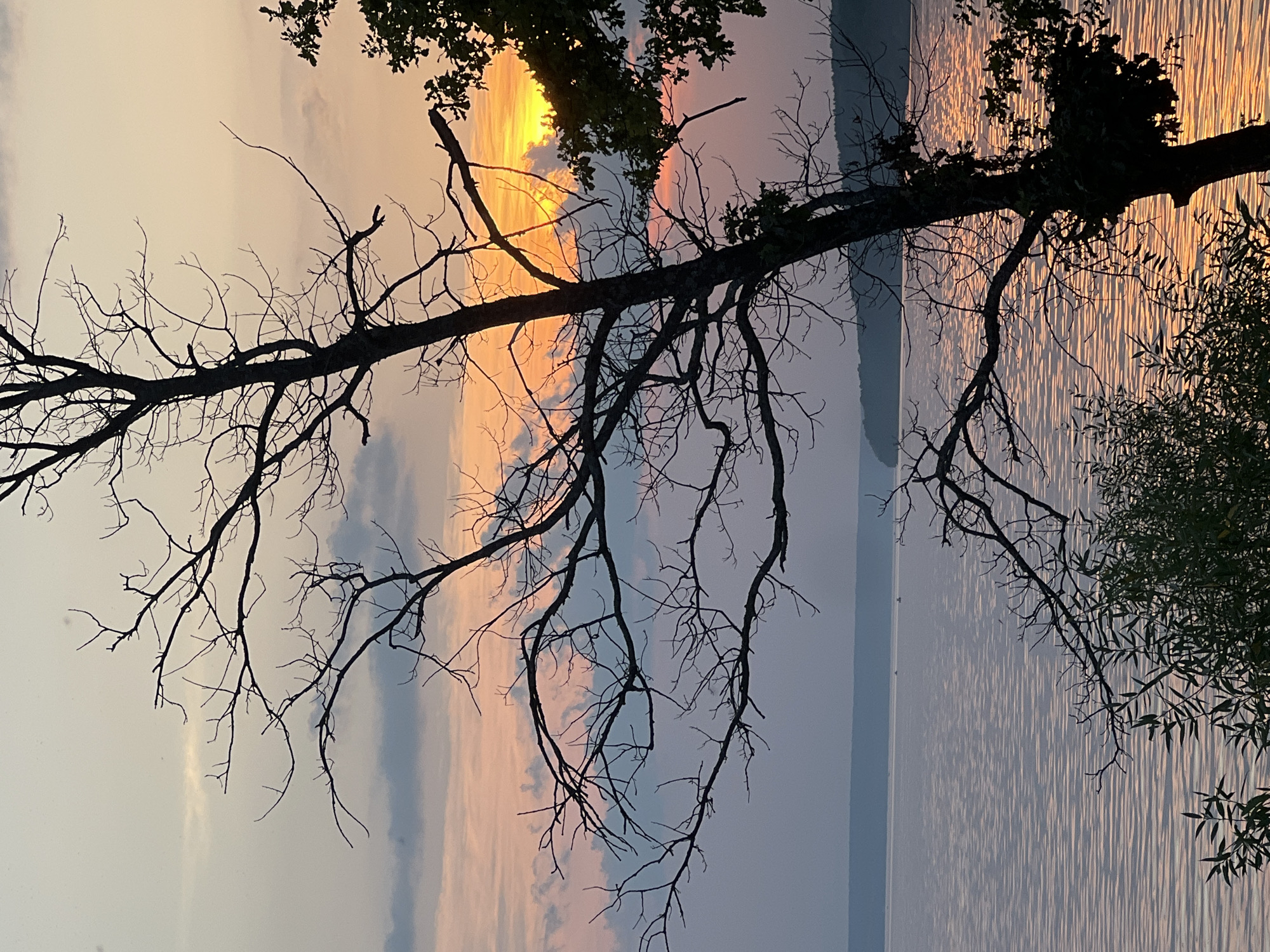 The image depicts a silhouetted bare tree in the foreground, with its branches stark against a sunset sky. The sky displays a gradient of colors, from pale yellow and orange near the horizon where the sun is setting, to pink and light purple higher up. Wispy clouds are scattered across the sky. In the middle ground, a wide, calm body of water, likely a river or lake, reflects the sunset colors. The water's surface is rippled, creating shimmering patterns. In the distance, a dark, low-lying treeline or hills form the horizon. The overall scene captures a serene natural landscape at dusk, with no people or specific structures visible. The provided hint images confirm the presence of the bare tree and the sunset over the water. The prompt mentions the city of Leninka, Russia, but the image itself does not contain any visual cues to confirm this specific location.
