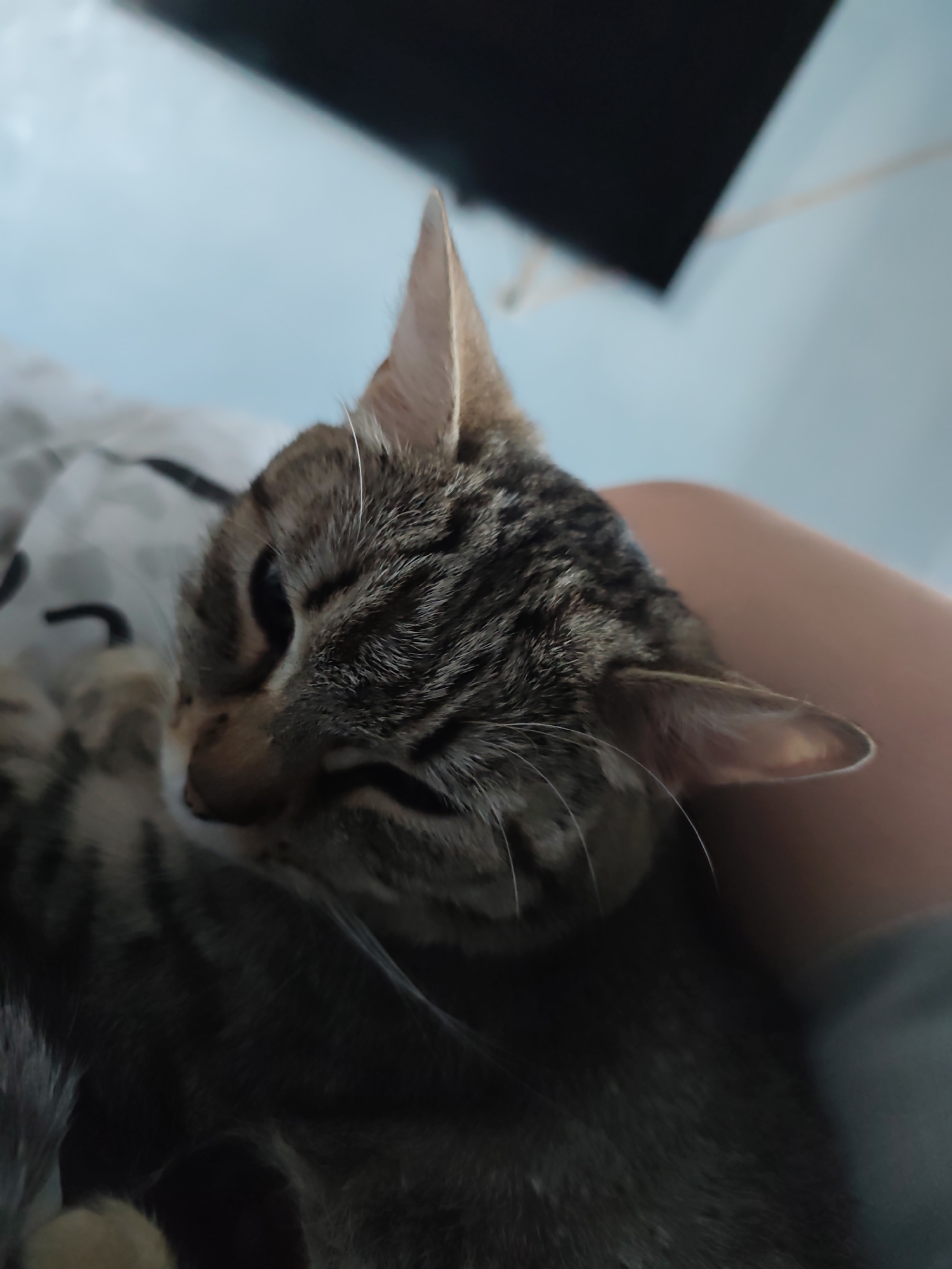A close-up shot captures a domestic short-haired tabby cat resting comfortably indoors. The cat, predominantly grey and brown with distinct dark stripes, has its eyes partially closed, suggesting it is dozing or in a relaxed state. Its right ear is prominent, pointing upwards, while its left ear is partially visible. Fine whiskers extend from its snout.
The cat is snuggled against what appears to be a person's bare leg or arm, visible in the lower right and right side of the frame, indicating a moment of companionship or affection. Part of a white and grey patterned blanket or sheet is visible behind the cat's head and to its left.
The background is softly blurred, showing a light blue surface, possibly a wall or curtain, and a darker, undefined shape in the upper right corner. The lighting is soft and diffused, creating a calm and intimate atmosphere, likely suggesting an indoor setting during the day or evening. No specific location cues are visible within the image to identify Chaikovsky, Russia, but this is the provided context. There is no visible text in the image. The overall impression is one of peaceful domesticity and comfort.