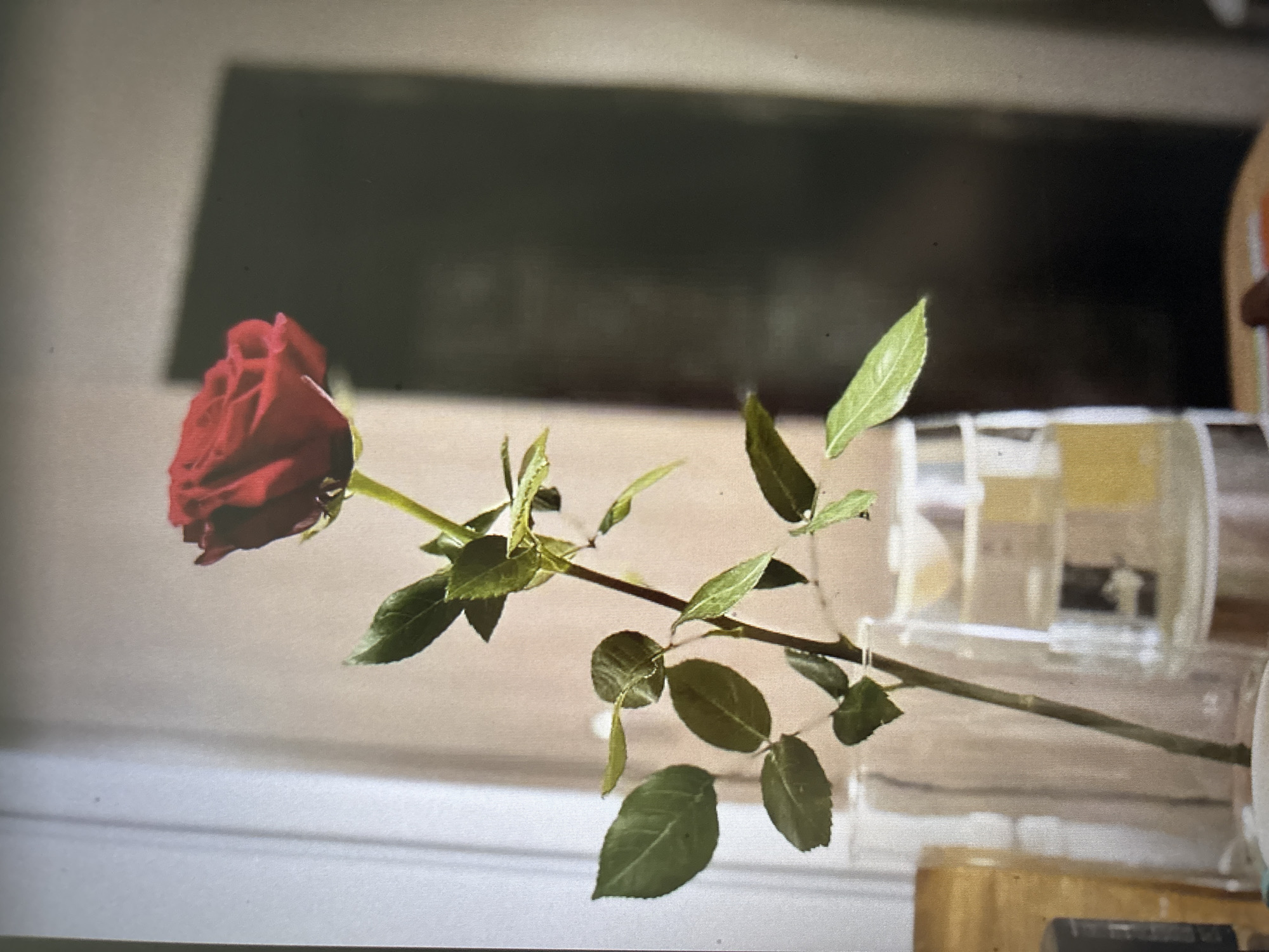 A single red rose stands in a glass vase, its petals unfurled and vibrant against a softly blurred background. The rose, with its long green stem and leaves, is the clear focal point of the image. The vase is clear glass, and a portion of its contents, appearing to be water with a slight yellow tint, is visible. The background is composed of muted, neutral tones, with a dark, shadowy rectangular shape on the right side, possibly a doorway or piece of furniture. The lighting suggests an indoor setting, with soft light illuminating the rose and casting subtle shadows. The image is a close-up, intimate view of the flower. The exact location in Novosibirsk, Russia cannot be determined from the visual information provided.