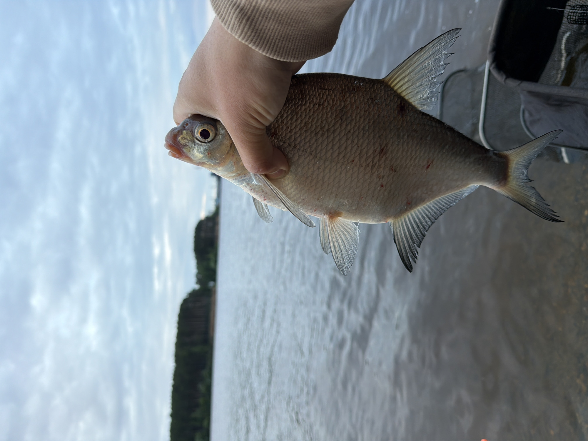 A human hand, with light skin and wearing a light beige ribbed sleeve, firmly holds a freshly caught fish, consistent with a bream or similar carp species, by its head and gill area. The fish displays a silvery-brown coloration, prominent scales, and minor reddish abrasions on its body, with a dark eye and golden iris. The background features a wide, calm body of water with subtle ripples under an overcast, light grey sky. A dense line of dark green coniferous trees forms the distant shoreline. In the lower right corner, a segment of a dark fishing net or basket is visible, while a small orange fishing float is partially submerged in the lower left of the water. The scene depicts a fishing activity on a large river or lake, consistent with the Kama River environment near Chaikovsky, Russia.
