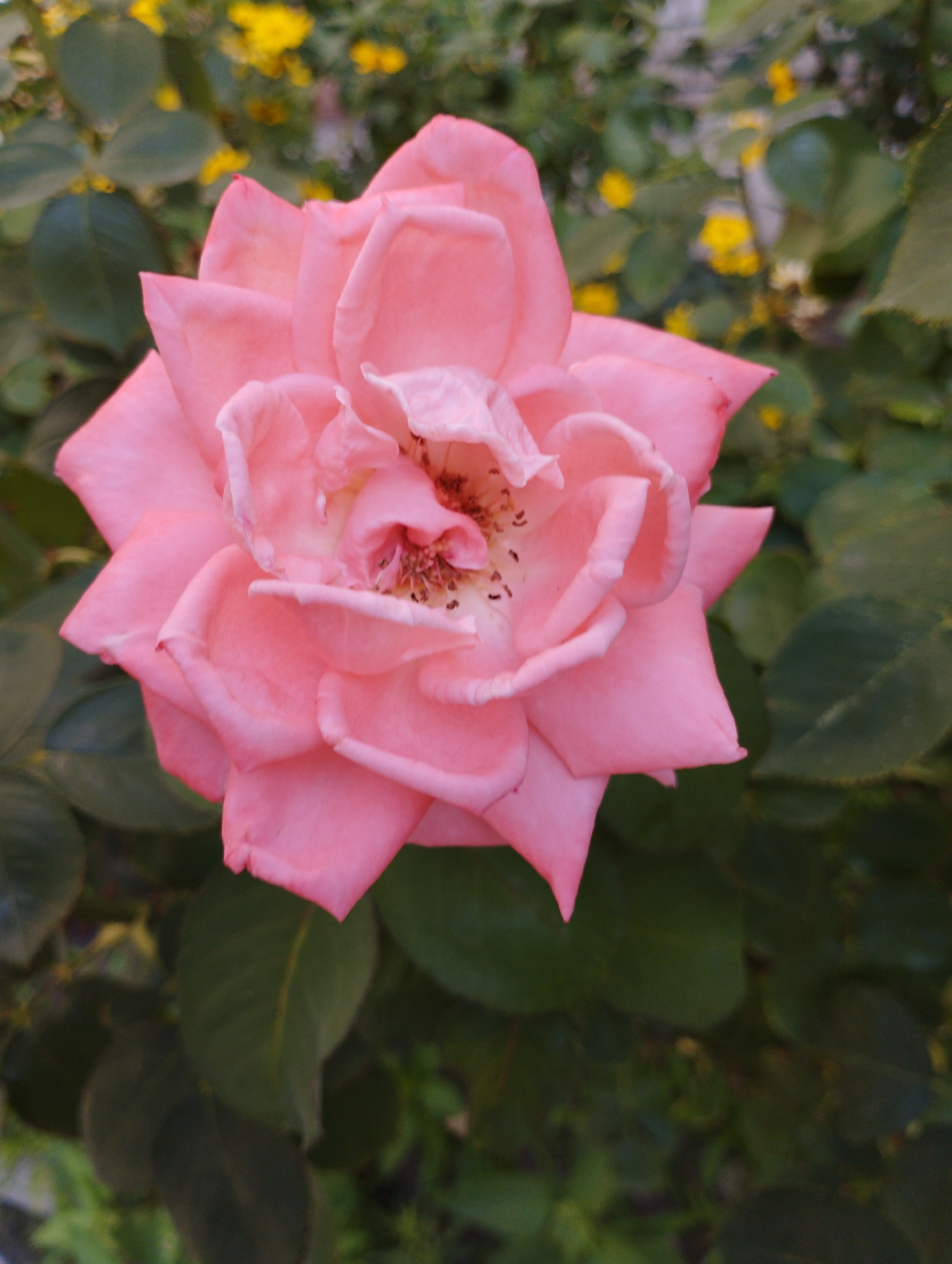 A close-up, overhead shot captures a single, fully bloomed, pale pink rose. The rose is the primary subject, with its soft petals unfurling in layers, revealing a cluster of stamens at its center. The background consists of blurred green foliage and small yellow flowers, suggesting an outdoor garden setting. The lighting appears natural, highlighting the delicate texture and soft color of the rose. There are no people or animals in the image. The setting is a garden with abundant greenery and scattered yellow blossoms, located in an unspecified area of Unknown, Unknown.