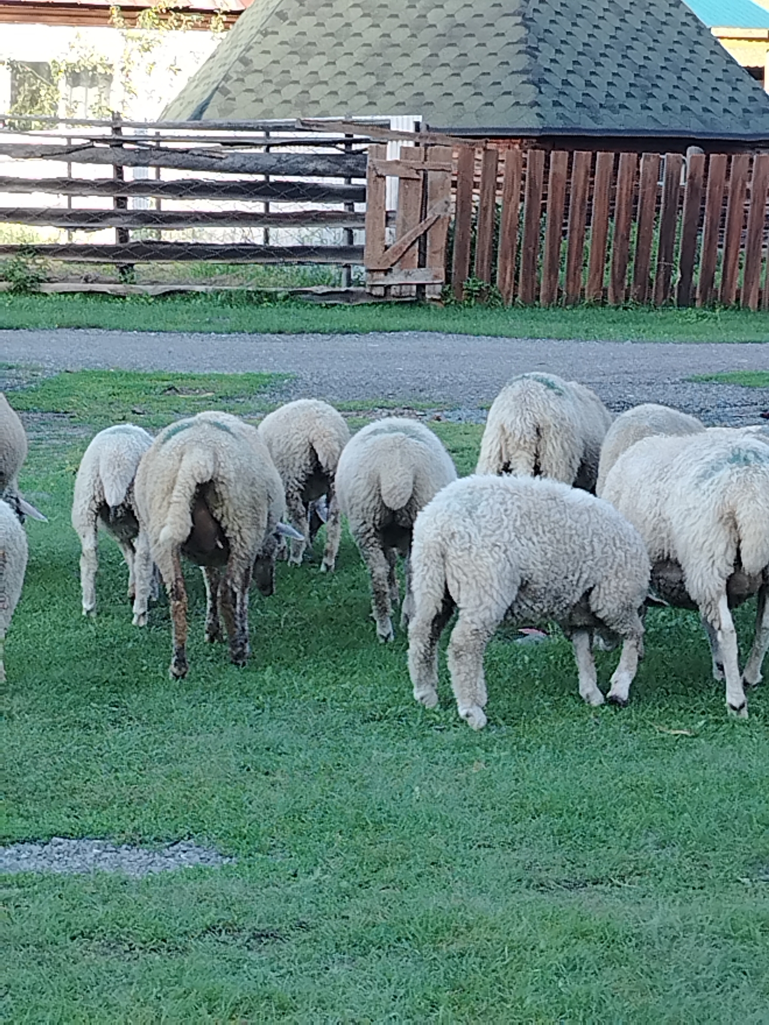 A flock of sheep are grazing on a patch of green grass in front of a wooden fence. The sheep are mostly facing away from the camera, with their backs and hindquarters visible. Some of the sheep have green markings on their wool. Behind the sheep and fence, a portion of a building with a dark, shingled roof is visible. The environment appears to be rural, possibly a farm or a village. The specific location in Iodro, Russia, is not discernible from the image itself.