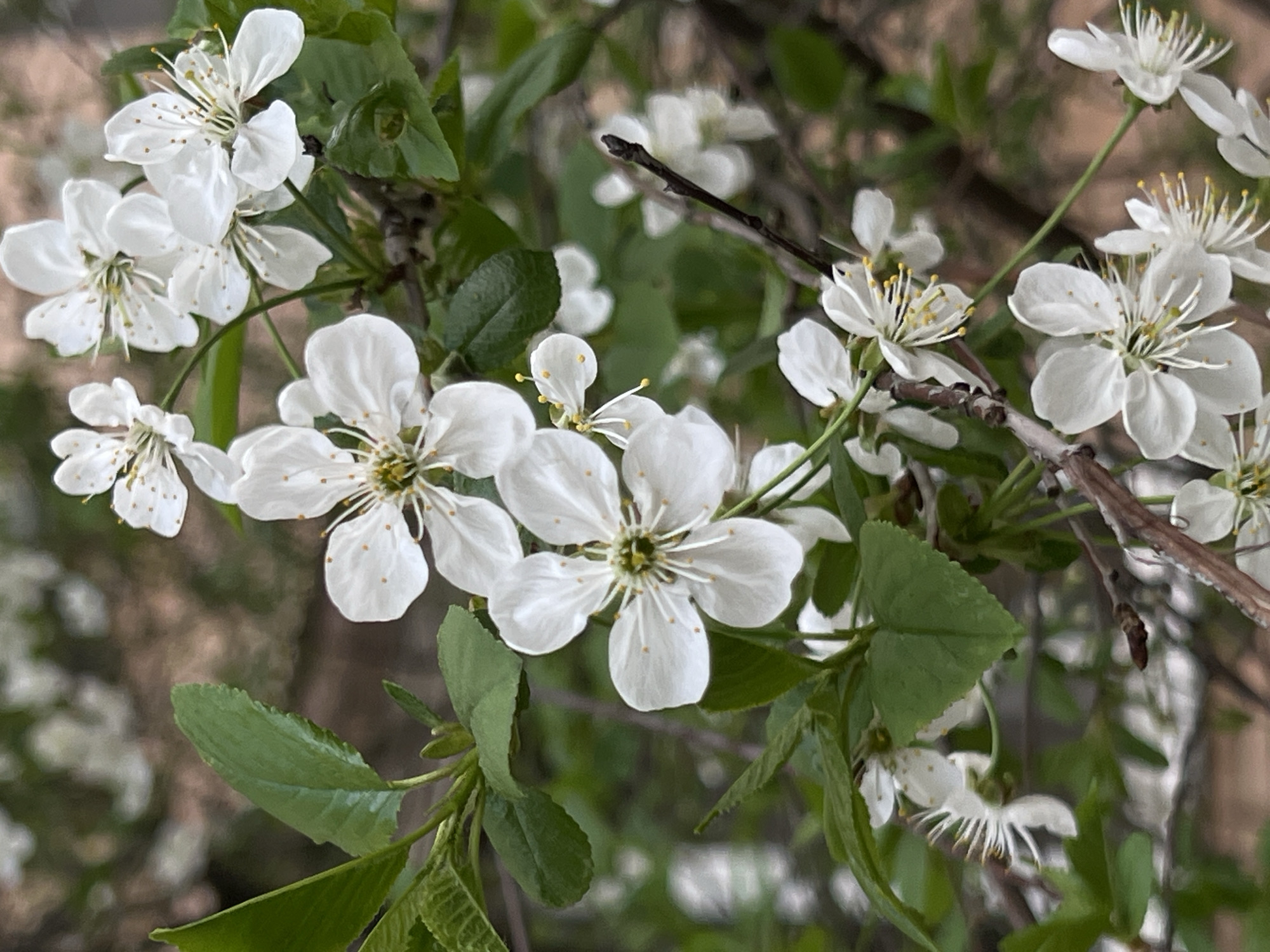 The image shows a close-up of flowering branches, likely from a cherry or plum tree, against a blurred background. The flowers are white with yellow stamens. Green leaves are interspersed with the blossoms. The exact location within Mytishchi, Russia, cannot be determined from the image alone. No people, actions, or interactions are visible.