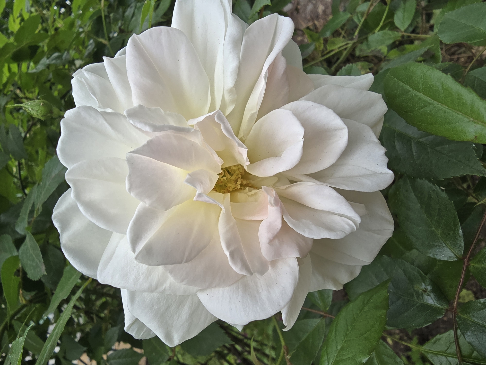 A white rose is in full bloom, its petals tightly clustered. The center of the flower reveals a hint of yellow. The rose is surrounded by green leaves. The location and other environmental details are not discernible from the image.