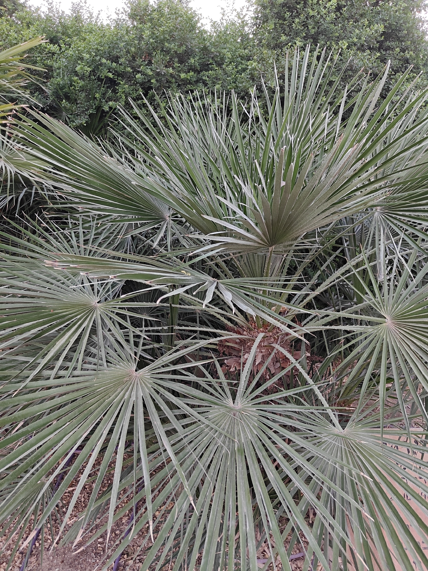 The image displays a dense cluster of fan-leaved palm plants, consistent with species such as the European fan palm (Chamaerops humilis), situated in Be’er-Sheva, Israel. The foreground and midground are dominated by numerous stiff, palmate leaves, each characterized by multiple radiating, pointed segments with a dull green to bluish-green coloration and faint lighter margins. Towards the lower-middle, the base of one or more palm plants reveals a reddish-brown, fibrous structure covered with distinct, sharp spines or thorns. In the background, a dense expanse of smaller, darker green shrubbery is visible, extending towards a bright, diffuse sky at the top. The ground beneath the lower palm fronds consists of light-colored gravel or small stones, with sections of dark-colored irrigation tubing visible in some areas. No human subjects or discernible actions are depicted. The scene presents a meticulously maintained outdoor landscape indicative of an arid environment.