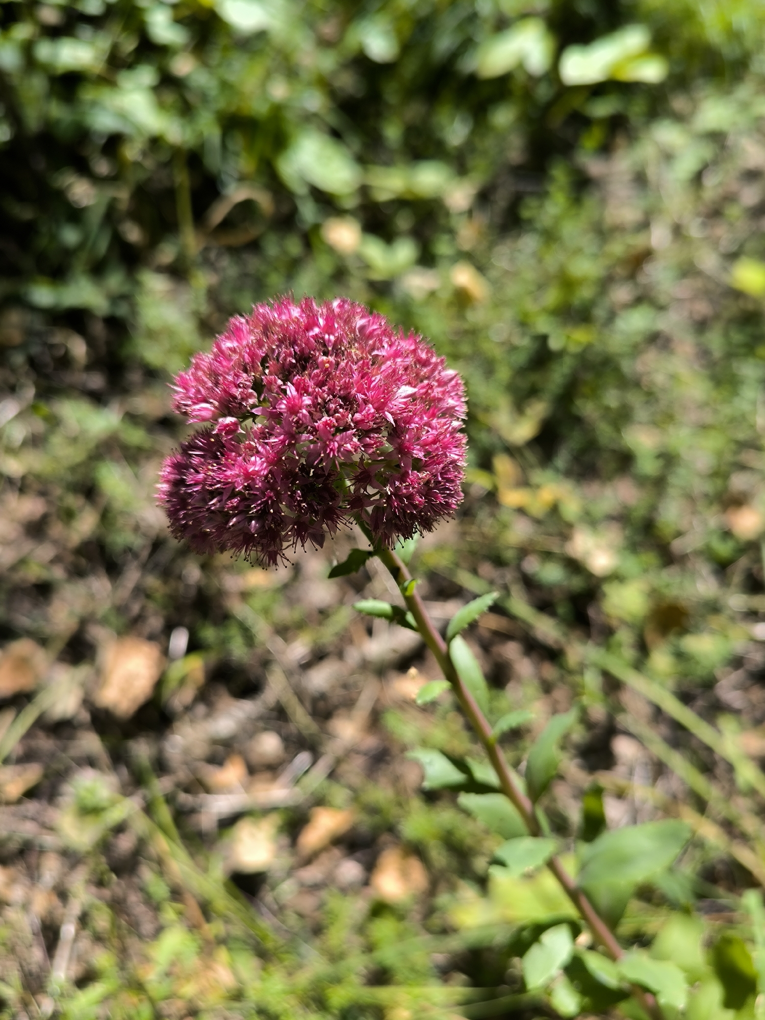A close-up, eye-level shot showcases a cluster of vibrant pink sedum flowers, a type of succulent, against a blurred background of green foliage and brown earth. The flower head is composed of numerous tiny, star-shaped florets, some with prominent stamens. The plant's stem, tinged with a reddish-brown hue, bears several small, oval-shaped green leaves. The lighting suggests a bright, sunny day, casting soft shadows and highlighting the delicate texture of the petals. The surrounding environment appears to be a natural, outdoor setting, possibly a garden or wild terrain, in or around the city of Maiskii, Russia. No people or animals are visible in the frame.