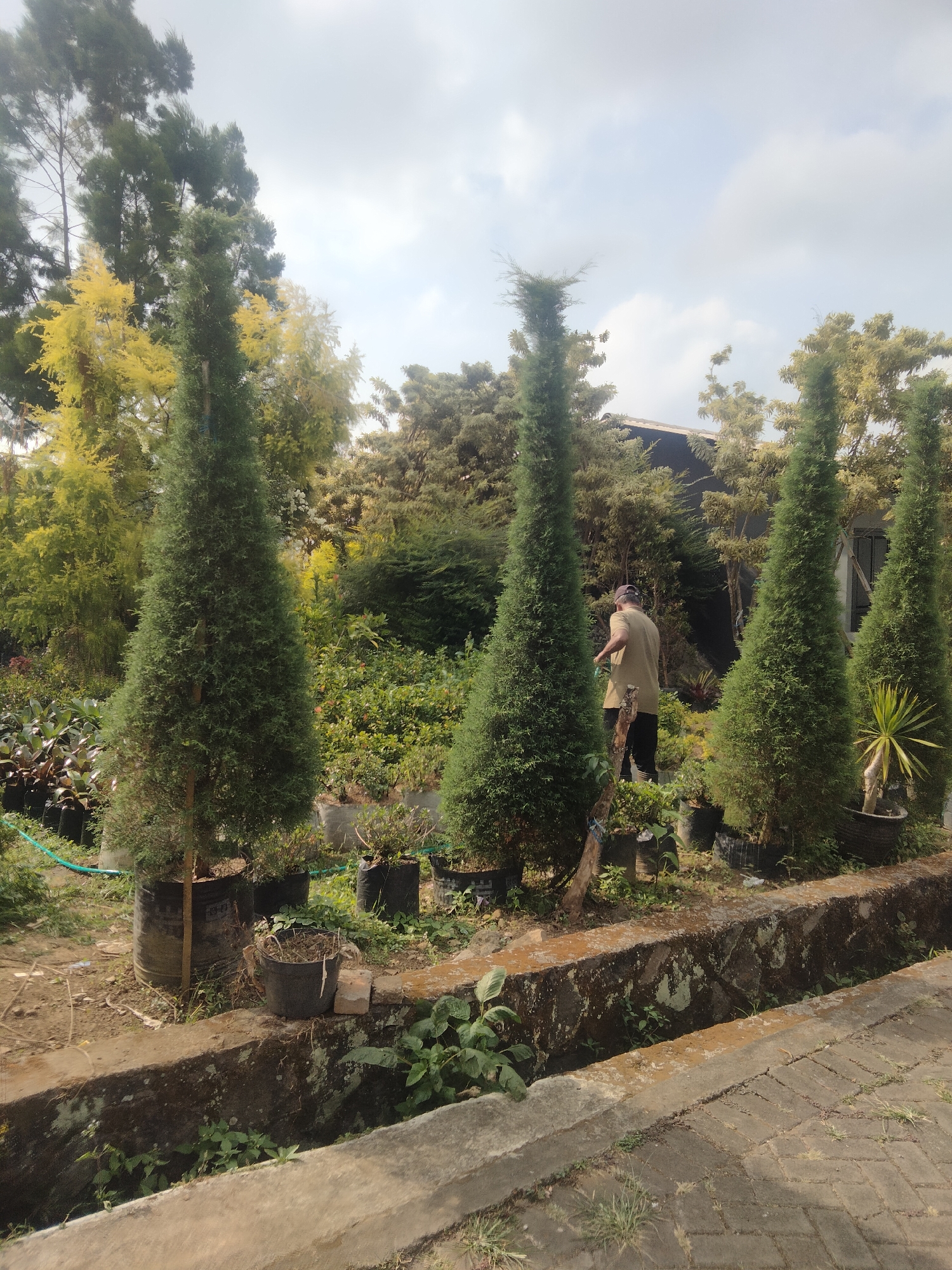 In Ketapanrame, Indonesia, an outdoor scene depicts a nursery with several tall, conical evergreen trees lining a stone-lined ditch. A person wearing a light brown t-shirt and dark pants is watering plants amidst the trees. The background features a variety of other plants and trees, with a roof structure visible above. The ground is a mix of dirt and paved bricks, and the sky is overcast.