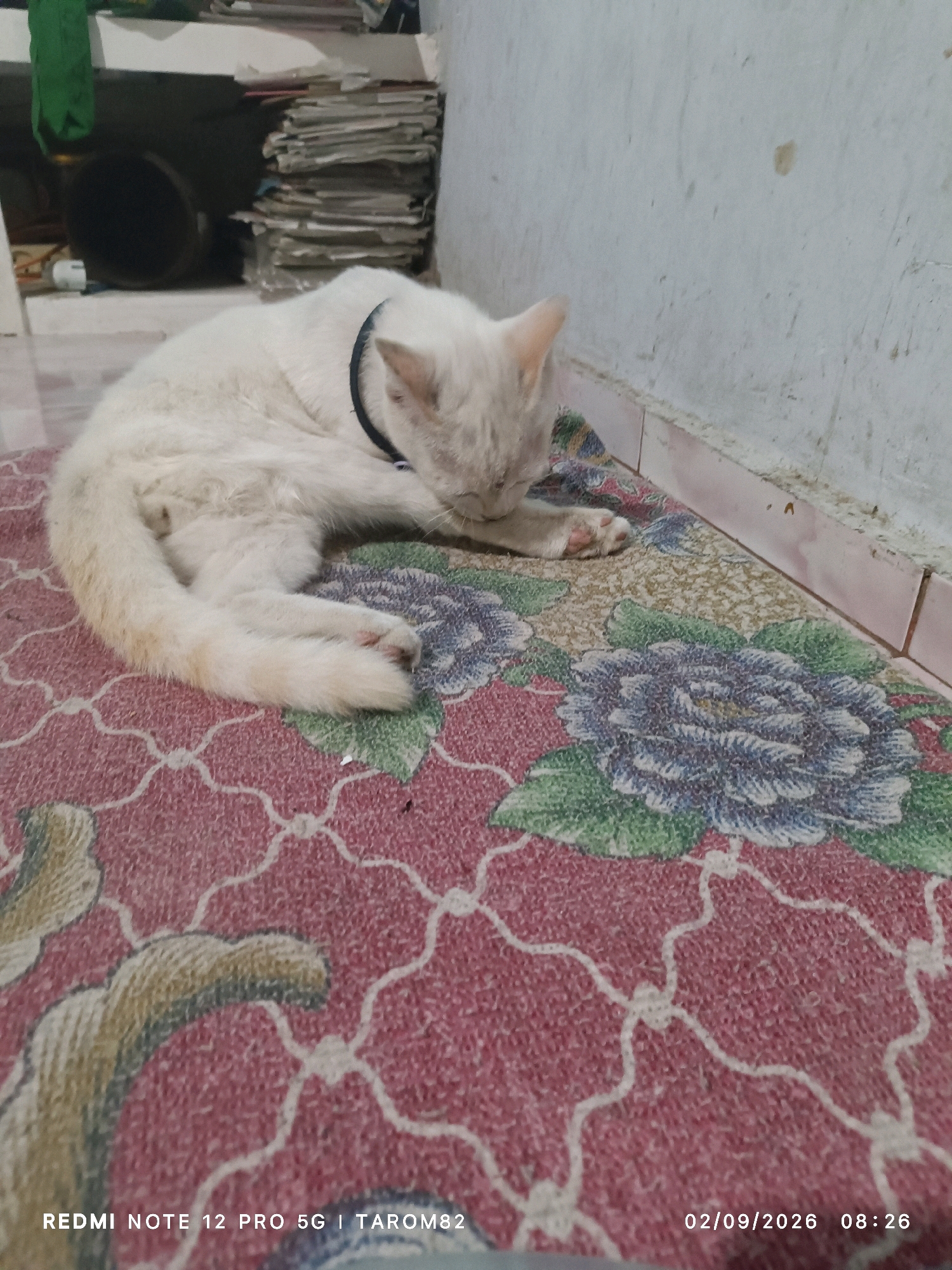 A white cat with a black collar is curled up and sleeping on a rug with a floral pattern. The rug is predominantly red with blue and green floral designs. In the background, a stack of papers or books is visible, along with a wall. The timestamp "02/09/2026 08:26" is overlaid on the image, and "REDMI NOTE 12 PRO 5G | TAROM82" is also present, indicating it is a photo taken with a specific device. The setting appears to be indoors, possibly in a home. The location is stated as Rejoagung, Indonesia, but the visual elements do not directly confirm or deny this specific location.