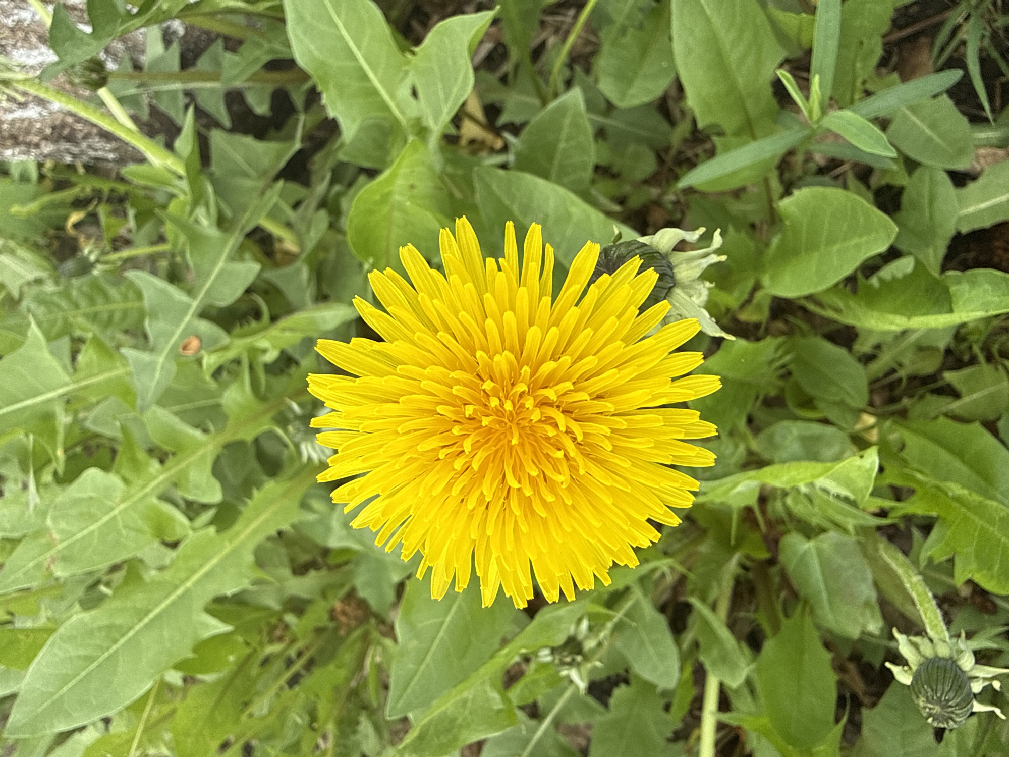 A top-down, full shot shows a vibrant yellow dandelion flower centered amidst a patch of green foliage. The flower is in full bloom, with numerous thin petals radiating from its center. Surrounding the dandelion are various green leaves, some of which are jagged-edged and typical of dandelion greens. Two spent flower heads are also visible among the green.
