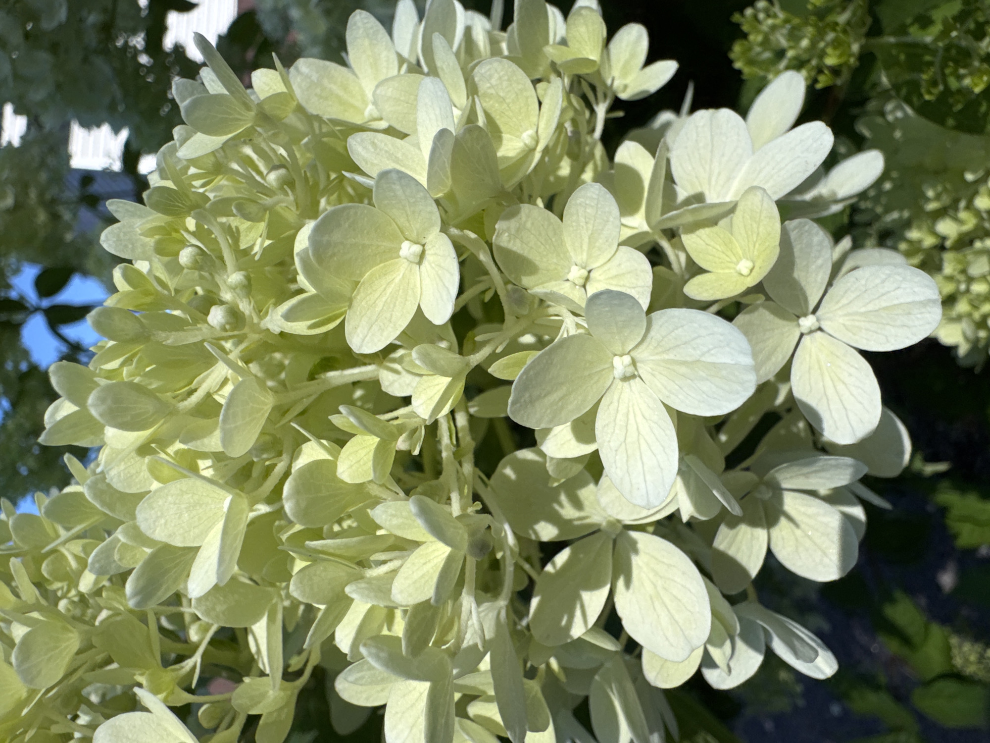 The image is a close-up, eye-level, medium shot of a cluster of pale green hydrangea flowers. The flowers are in various stages of bloom, with some fully open and others still budding. The petals are delicate and somewhat translucent, with visible veins. The lighting suggests it is a sunny day, with shadows cast across some of the petals, creating a dappled effect. The background is softly blurred, showing hints of green foliage, blue sky, and what appears to be a white structure, possibly a building. The focus is entirely on the hydrangea bloom, highlighting its intricate structure and subtle coloration. The image was taken in Steklyannyi, Russia, and is part of a collection of photographs documenting the local flora. No people are visible in the image.