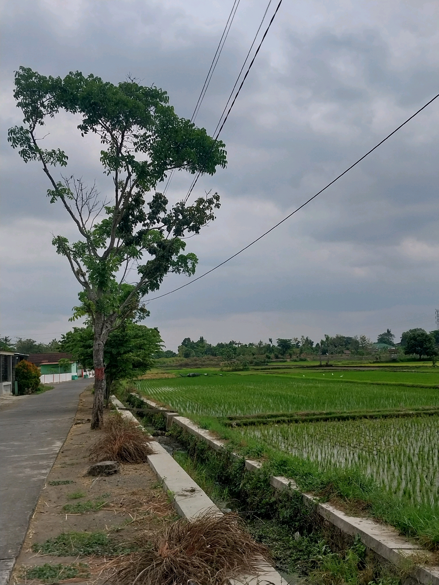 The image depicts a roadside scene with a rice paddy field in Cucukan, Indonesia. On the left, a paved road runs alongside a narrow strip of dirt and sparse vegetation. A mature tree with a thick trunk and numerous branches, some bare and some covered in green leaves, stands prominently near the road. The tree is partially obscured by power lines stretching across the upper portion of the frame. To the right of the road and the tree, a concrete drainage ditch separates the road from a vibrant green rice paddy. The paddy is filled with water, and rows of young rice plants are clearly visible. In the distance, a line of trees and some buildings can be seen, with a cloudy, overcast sky overhead. A few white birds are scattered throughout the rice paddy.