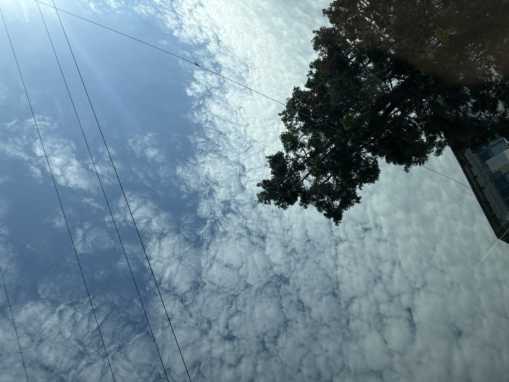The image captures a view of the sky from what appears to be ground level, looking upwards. Several dark, thin wires are stretched diagonally across the frame, suggesting the presence of utility lines. A large evergreen tree dominates the right side of the image, its dark green foliage creating a stark contrast against the bright, cloudy blue sky. In the bottom left corner, the roofline of a building is visible, with architectural details suggesting it could be a multi-story structure. The sky is filled with a scattered layer of white, puffy clouds, illuminated by sunlight that creates a lens flare effect in the upper right quadrant. The scene is serene, with no people or animals visible. The overall impression is one of an urban environment under a partly cloudy sky, with elements of nature and man-made structures coexisting. The location is Varna, Bulgaria.