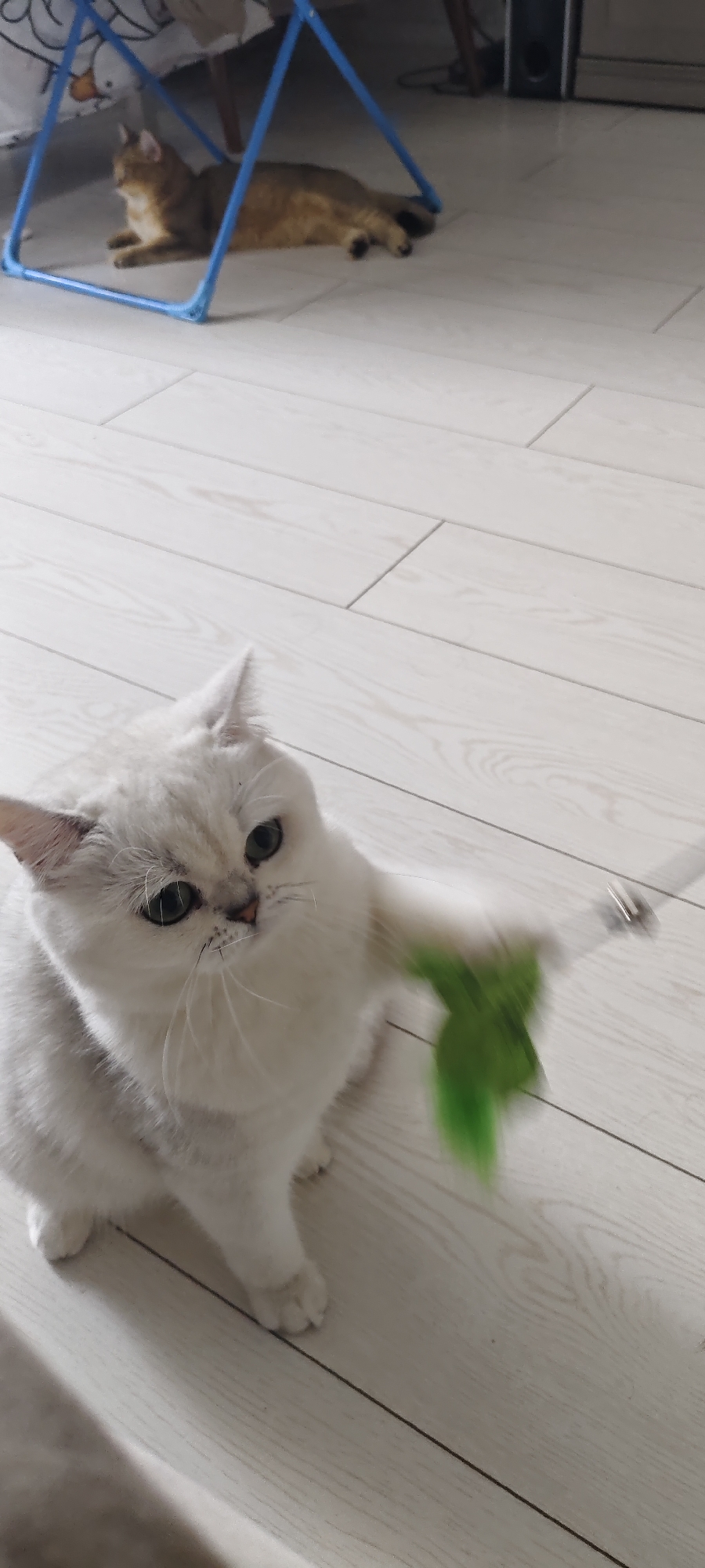 In an indoor setting, two cats are present. In the foreground, a white cat with green eyes is sitting and playing with a green toy. Its front paw is extended, holding onto the toy, which is blurred due to motion. The cat has a fluffy coat and appears to be looking directly at the viewer or the toy. In the background, a golden-brown cat is lying down under a blue structure. The floor is made of light-colored wooden planks. The overall environment suggests a domestic living space. There is no information or visual evidence to place this scene in Mezhdurechensk, Russia.