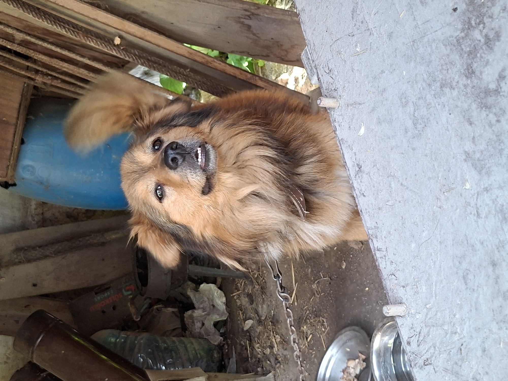 The image depicts a medium-sized, long-haired, tan and brown dog with a dark muzzle, wearing a brown collar and attached to a chain, likely in an outdoor enclosure. The dog is looking upwards at the camera with a slightly open mouth, showing its teeth. A partially visible blue plastic barrel, various pieces of wood, a bottle, and a discarded metal can lie in the background. Two metal bowls with food residue are visible on the right side of the image near the dog. The scene appears to be in an unkempt, possibly rural or semi-rural environment. The location is stated to be Bojuritsa, Bulgaria.