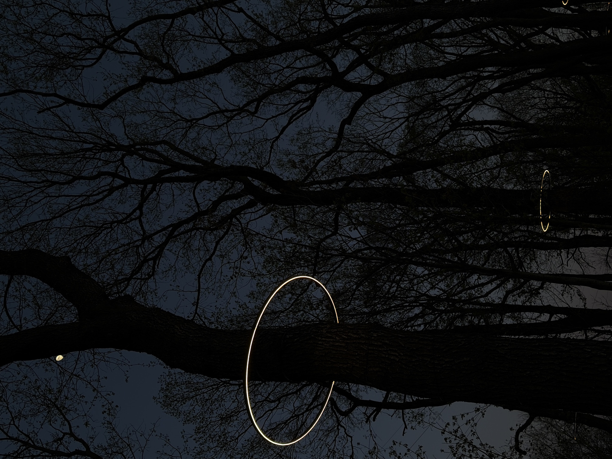 The image captures a night scene under a tree in Krasnodar, Russia. Two illuminated circles hang from the tree branches. The tree's dark, leafless branches reach upward against a dark sky. A small, bright light is visible near the lower left corner of the frame, potentially another light source or a street lamp in the distance.
