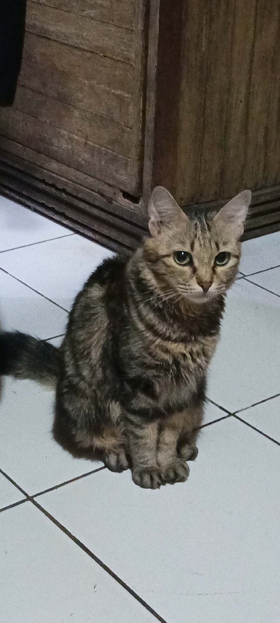 A tabby cat with brown and black stripes sits on a tiled floor in front of a wooden cabinet. The cat is facing the camera with its eyes looking slightly to the right. The tiled floor has white tiles with dark grout lines. The wooden cabinet behind the cat appears to be made of planks. The image was taken indoors.