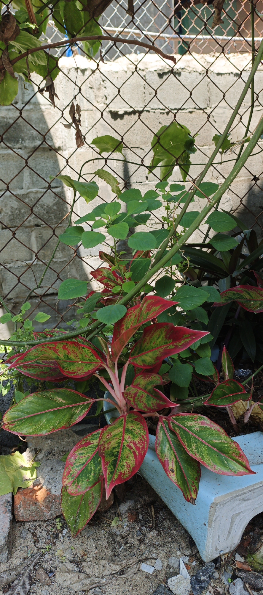 A vertical, eye-level shot depicts a potted plant with vibrant red and green leaves in the foreground, positioned in a light blue planter. The plant's stem and some of its leaves are visible, with a light blue, curved object to its right. Behind the plant, a wire mesh fence with a diamond pattern forms a backdrop, separating it from a gray brick wall. Green vines with smaller leaves are intertwined with the fence and also extend towards the plant. Shadows from the fence are cast onto the brick wall. The ground is covered with dirt, sand, and debris, including fragments of brick and dried leaves. The scene is outdoors, with natural light illuminating the area. The photograph was taken in the vicinity of Phan Thiet Ward, Vietnam.