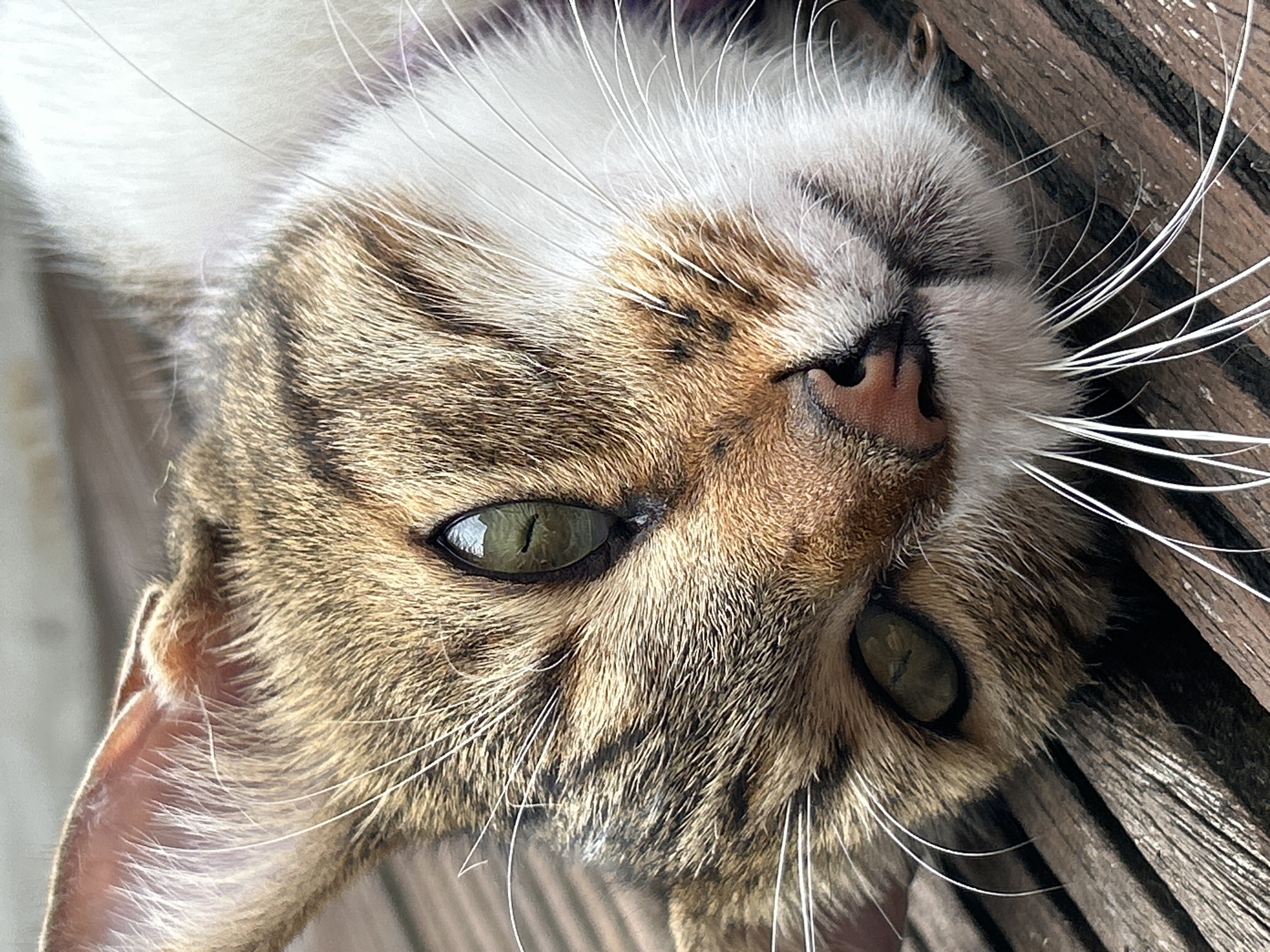 A close-up, overhead shot shows a tabby cat resting on a wooden surface. The cat's face is angled towards the viewer, with its eyes open and looking forward. The fur is a mix of brown, black, and white, with distinctive tabby markings on its forehead and cheeks. Long, white whiskers extend from its muzzle. The wooden surface appears to be a deck or porch, with visible grain and planks. The lighting suggests it is daytime, possibly outdoors. There are no people or other animals visible in the frame.