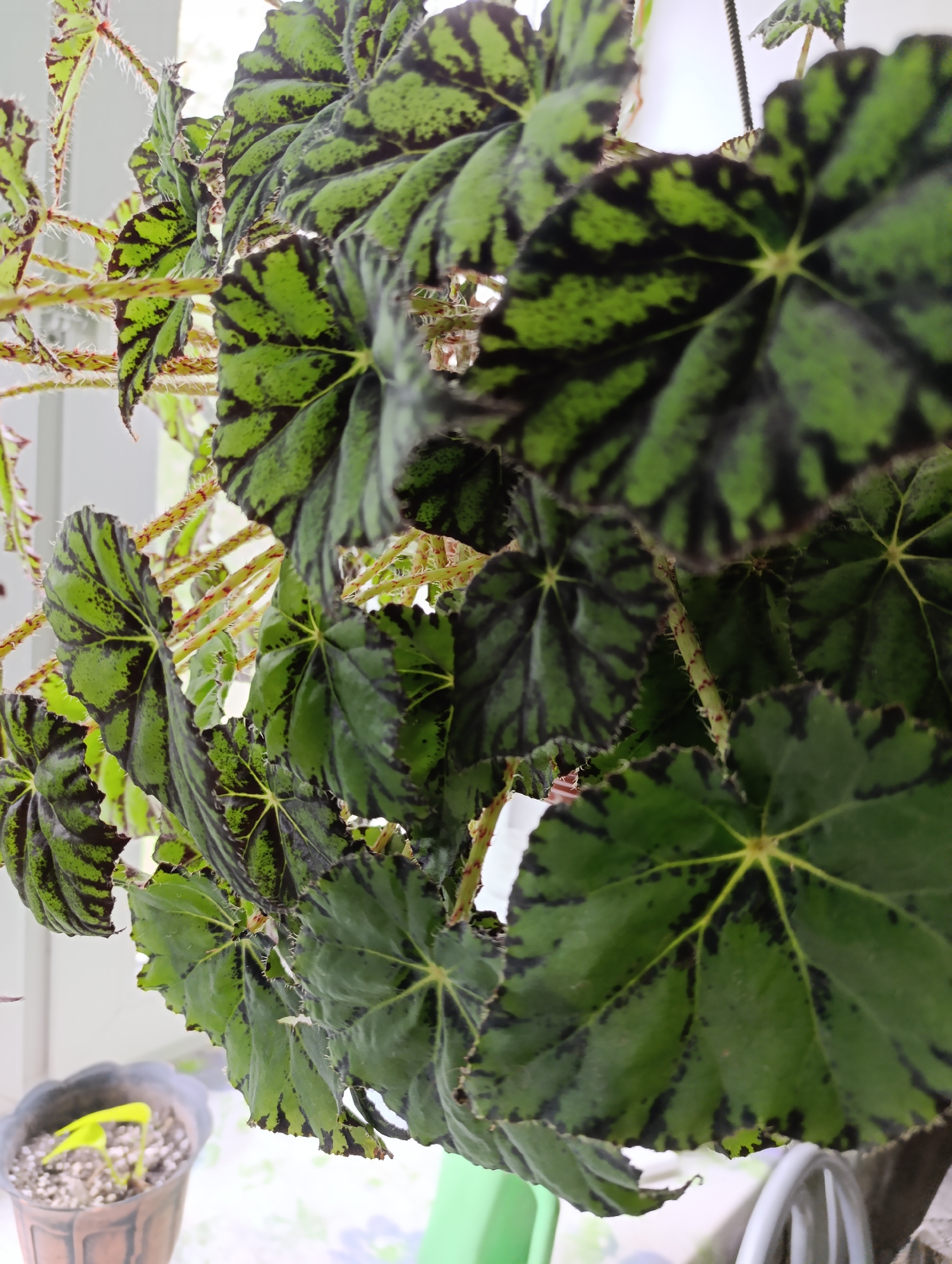 In Tugulym, Russia, an extreme close-up shot focuses on the textured, vibrant green leaves of a Rex begonia plant. The leaves are adorned with striking, irregular dark green or black patterns. The plant's stems, visible between the leaves, are thin and fuzzy, with reddish markings. In the lower left corner, a small portion of a terracotta pot with a young, bright green seedling is visible. The background is a softly blurred, bright white, suggesting an indoor setting near a window or light source. The lighting is natural and diffused, highlighting the intricate details of the begonia's foliage.
