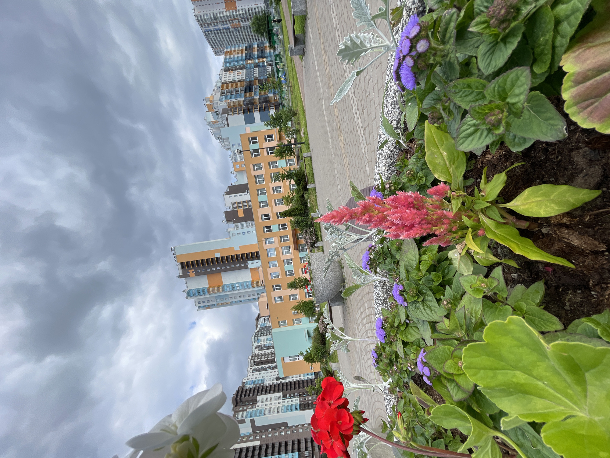 This media file depicts a close-up view of a flower bed in an urban environment, with a backdrop of modern residential buildings. The flower bed features a variety of colorful flowers, including bright red geraniums, pink astilbe, and small purple blooms, along with lush green foliage and ornamental silver-dusted leaves. The flowers are planted in dark soil, bordered by small white and grey pebbles.
Behind the flower bed, a paved walkway or plaza is visible, leading towards a grassy area with trees and benches. In the distance, a series of tall, multi-colored apartment buildings dominate the skyline. The architecture of these buildings is diverse, with facades in shades of orange, beige, blue, and grey, featuring numerous windows. The buildings appear to be part of a new residential development.
The sky is overcast with heavy grey clouds, suggesting a cloudy or potentially rainy day. The lighting is diffused, characteristic of a day without direct sunlight. There is no visible text in the image. The scene evokes a sense of urban planning and the integration of green spaces within a densely populated area. The composition, with the flowers in the foreground and buildings in the background, creates a contrast between nature and the built environment. The overall mood is calm and somewhat subdued due to the weather conditions. The location context of Saint Petersburg, Russia, is provided.
