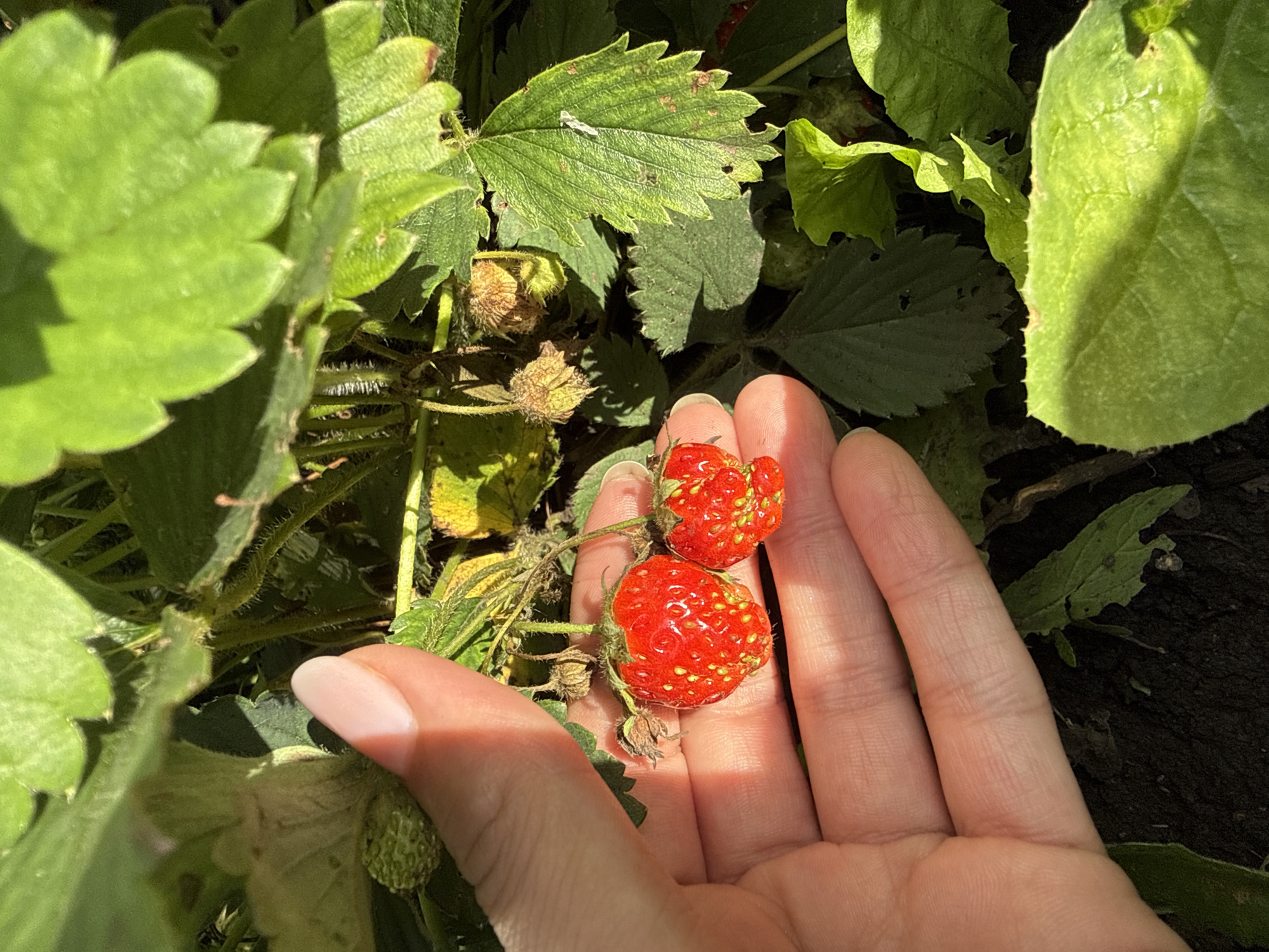 A close-up, eye-level shot shows a person's hand holding two ripe strawberries above the soil in a garden. The strawberries are bright red with yellow seeds. Green strawberry leaves and stems are visible in the background, along with some unripe green strawberries. The scene is lit by natural sunlight, casting shadows. The image appears to have been taken in a garden in Большой Турыш, Russia, a rural settlement known for its agricultural activities.