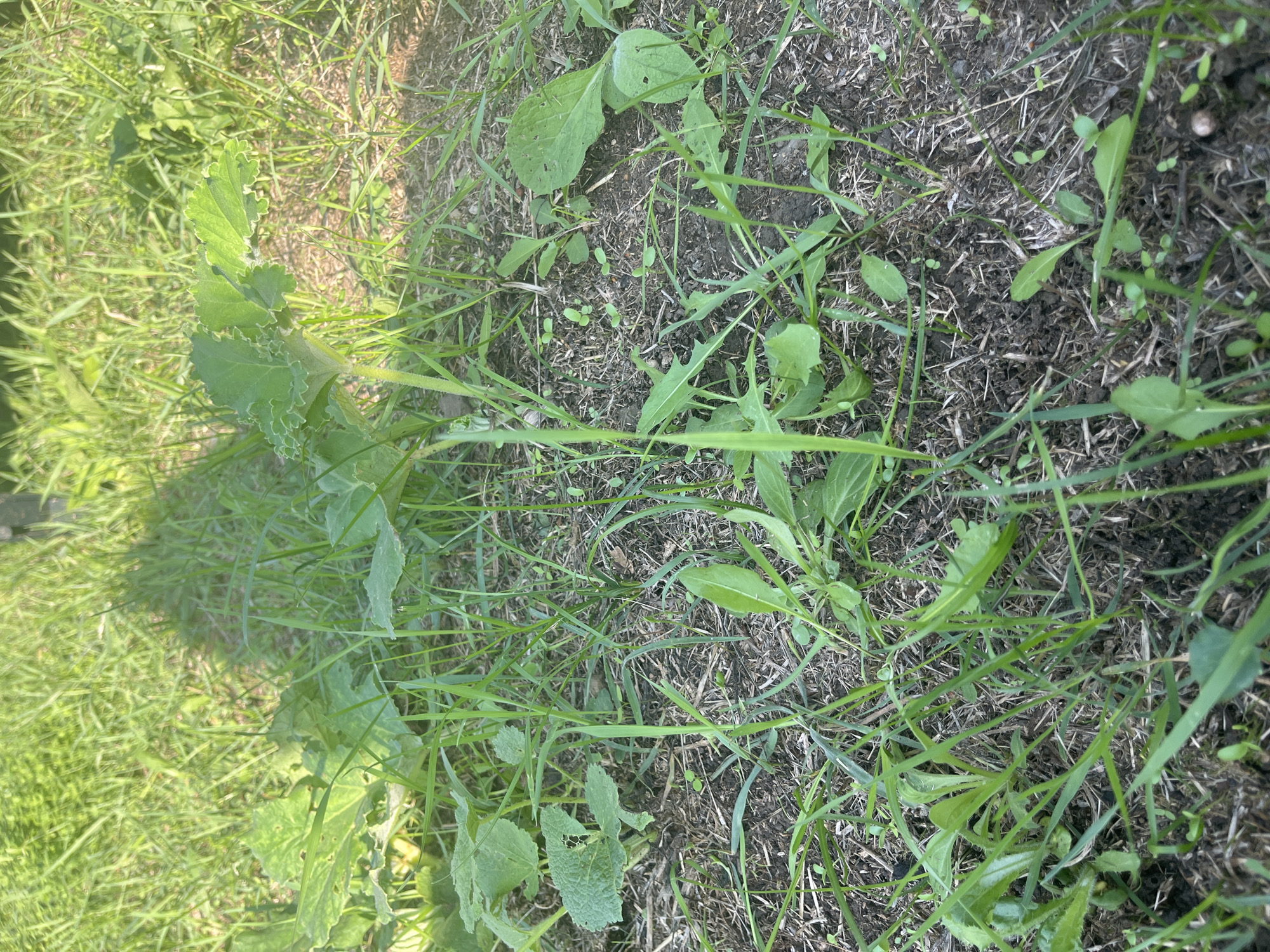 The image shows a close-up of a patch of ground covered in grass and small green plants, with some dry leaves and soil visible. The lighting suggests it is daytime, with shadows indicating sunlight. The scene appears to be outdoors in a natural or semi-natural setting, possibly a garden or park area. There are no people or animals visible in the image. The location is identified as Dzveli Vedzisi, Georgia.