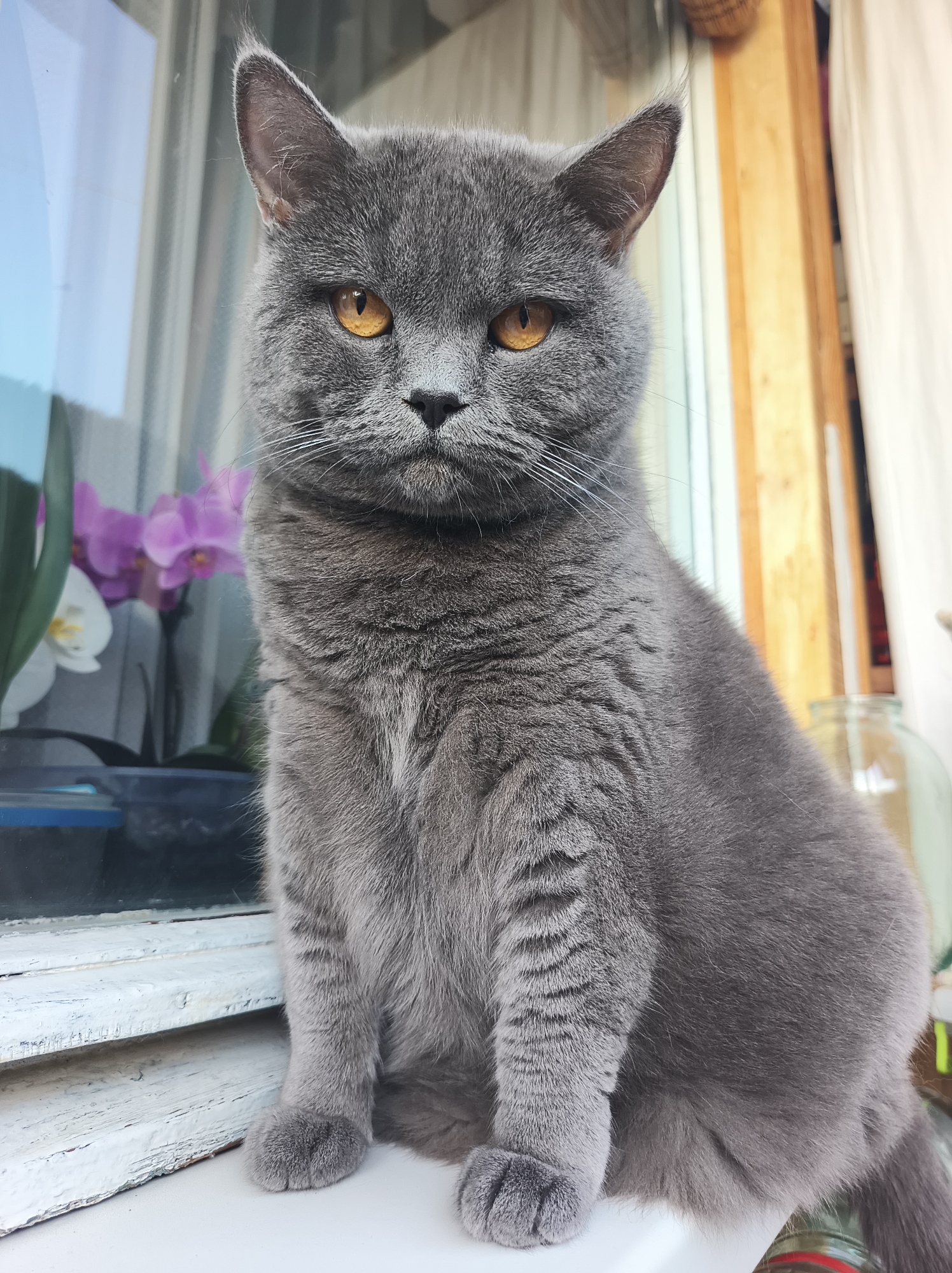 A grey British Shorthair cat sits on a white windowsill, facing forward. The cat has round, orange eyes and a neutral expression. Behind the cat, through a window, are blurry purple and white orchids. To the right of the cat is a wooden door frame and a white curtain. The windowsill appears to be made of old, weathered wood. The image does not provide any information to suggest a location in Ternopil, Ukraine.