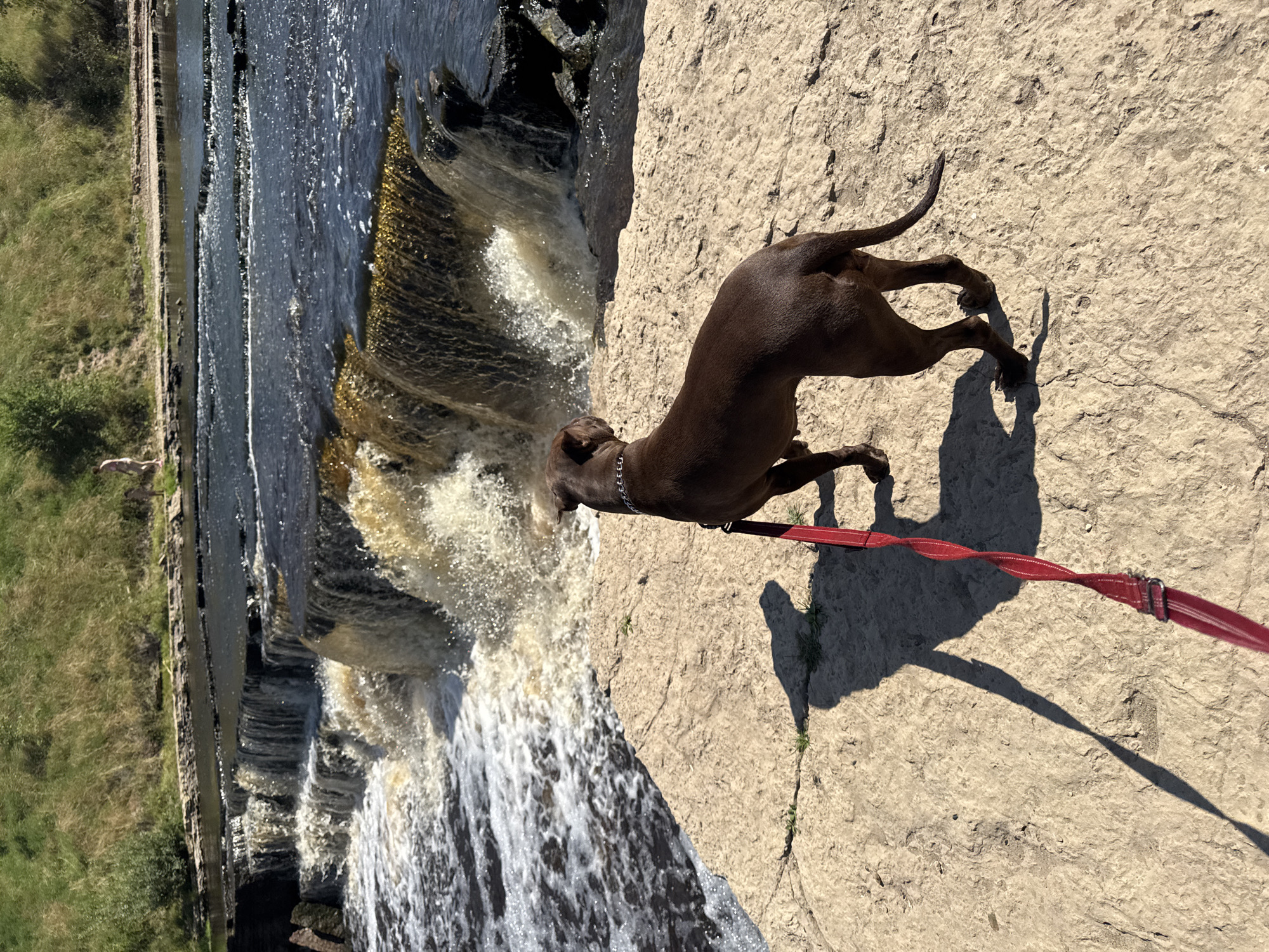 An adult brown dog on a red leash stands on a large, flat, light-colored rock at the edge of a tiered waterfall. The dog is facing away from the camera, looking towards the water. The waterfall cascades down multiple levels, with white foam and brown water. In the background, a grassy hill rises. Further back, on the top edge of the waterfall, a person is visible walking. The overall environment appears to be a natural outdoor setting with water, rocks, and vegetation.