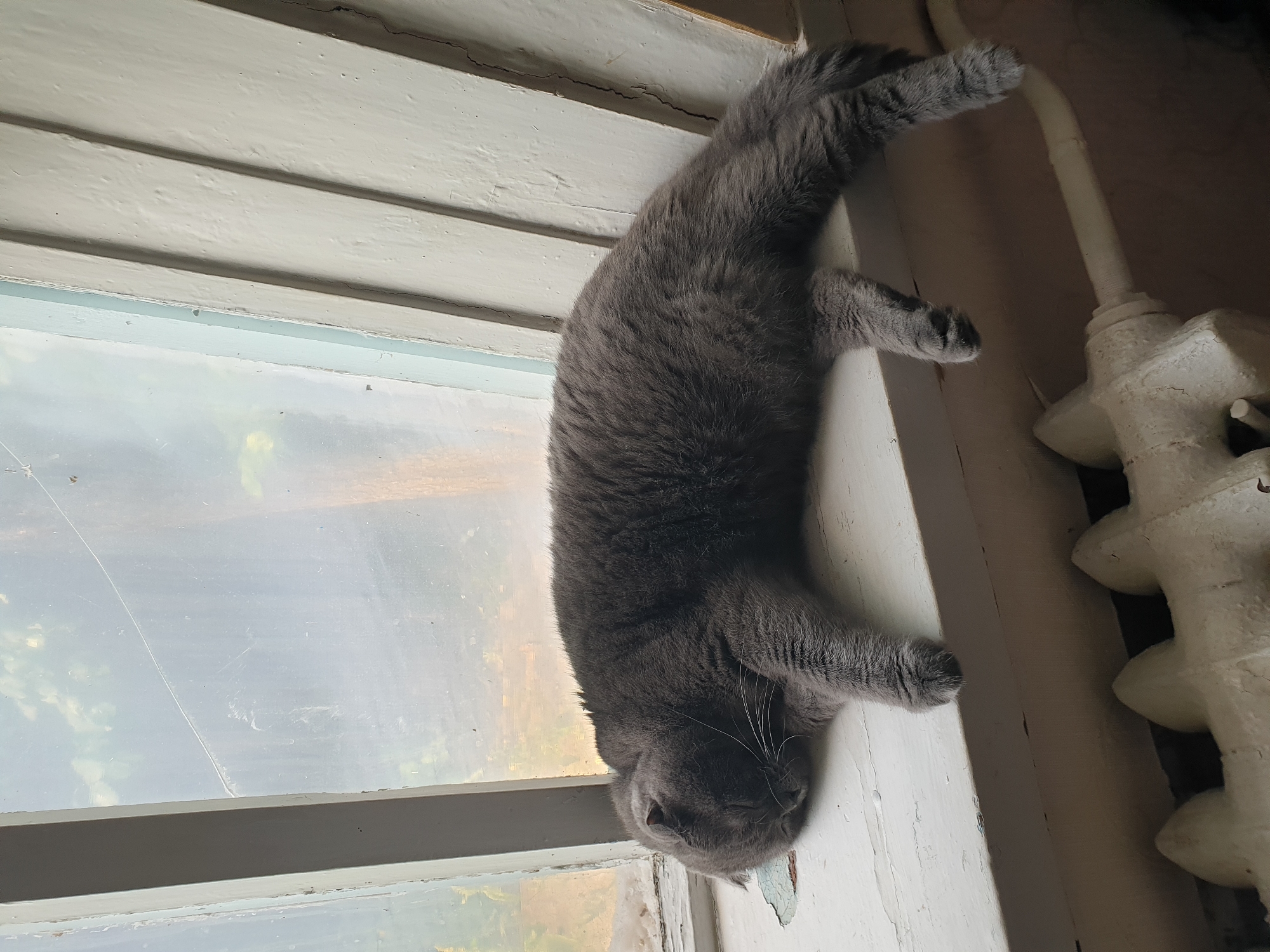 A gray Scottish Fold cat is sleeping on a windowsill in Lozovyi Yar, Ukraine. The cat is curled up with its head resting on its paws. The windowsill is old and appears to be made of wood, with peeling paint. Outside the window, there are trees and greenery visible. Below the windowsill, a section of a white radiator is visible.