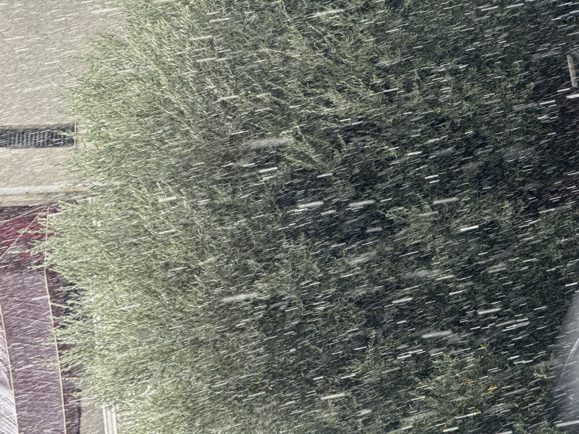 In the city of Trap, Montenegro, a dense green bush is visible against a building, while heavy rain falls, creating streaks of water across the image. The bush fills the foreground, its foliage a uniform green, with a few scattered yellowed leaves. In the background, the building's façade is a muted beige, with a dark-slatted window and a reddish awning. The rain is the dominant element, blurring the background and giving the scene a dynamic, weather-beaten quality. The overall impression is one of an outdoor setting experiencing a downpour.