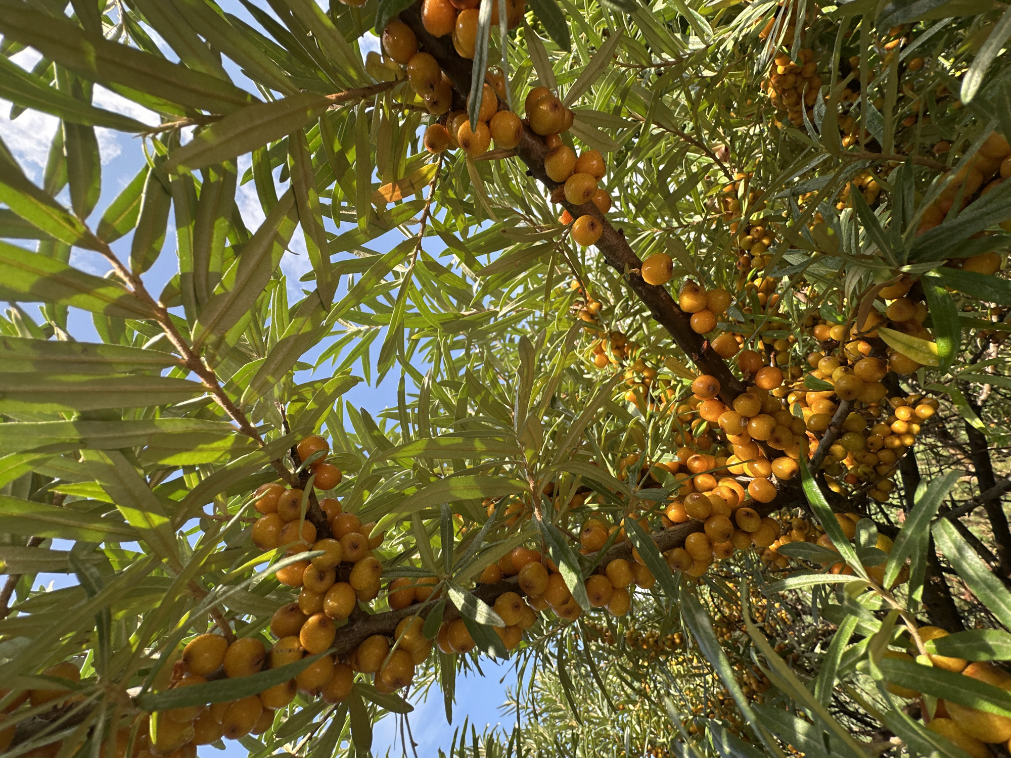 This is a close-up, low-angle, outdoor shot of branches laden with ripe sea buckthorn berries. The berries are small, round, and an intense orange-yellow color, clustered densely along the branches. They appear slightly glossy, possibly due to moisture. The leaves of the sea buckthorn plant are long, narrow, and a silvery-green, many of which are out of focus in the foreground and background, allowing the berries to be the primary subject. The sky is visible in the upper portion of the image, appearing as a clear, bright blue with some wispy white clouds. The lighting suggests a sunny day, with sunlight filtering through the leaves and highlighting the berries. There are no people or animals present in the image. The scene depicts a natural, agricultural setting. The user has requested to include the location in the city of Vilnius, Lithuania, however, there are no visual cues in the image to ascertain this specific location.