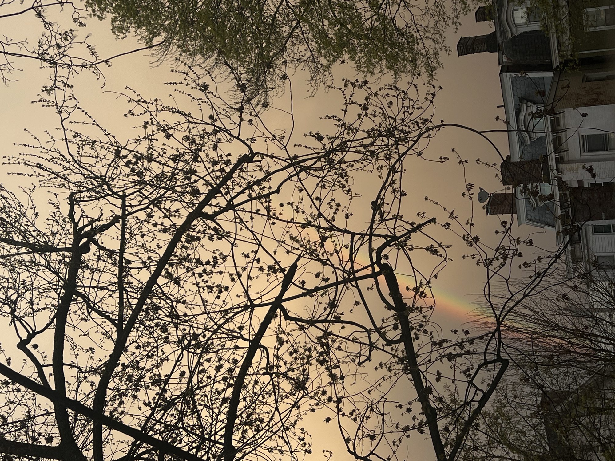 The image shows a view looking up through trees with bare branches and some small new leaves against a muted, amber-colored sky. A faint rainbow is visible through the branches on the right side of the frame. A multi-story building with brick chimneys and visible windows is partially visible on the right side of the image. The scene is likely located in City of Newburgh, United States of America, given the prompt’s details.
