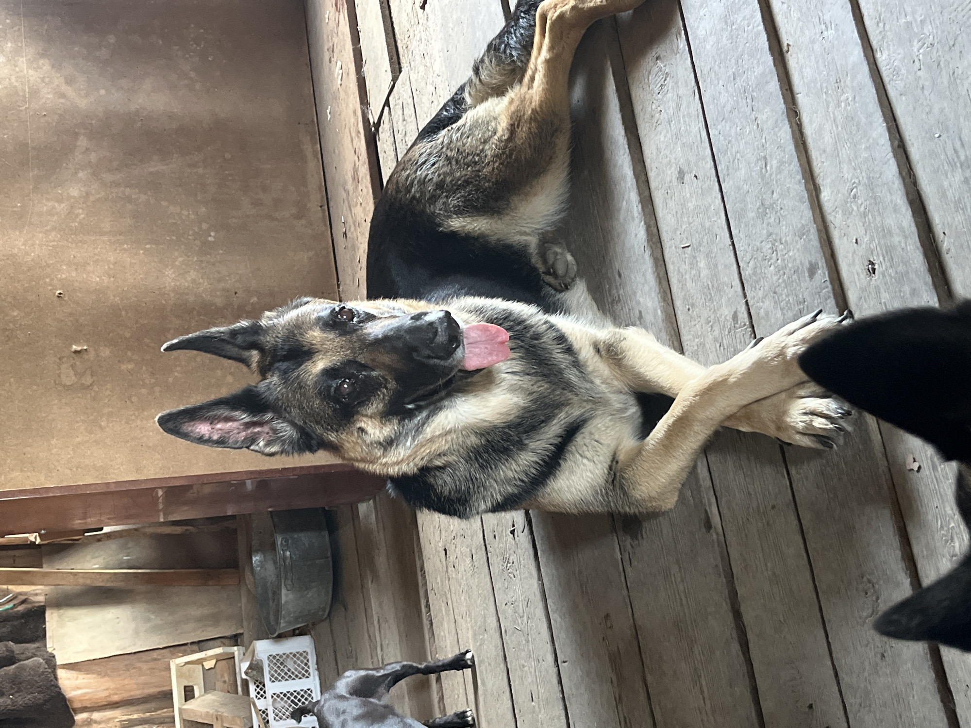 A German Shepherd dog lies on a wooden floor with its paws crossed. The dog's tongue is slightly out. Another dog, likely also a German Shepherd, is partially visible in the lower right corner. In the background, a shelf with various items is visible. The location is a rustic indoor space, potentially a shed or barn. There is no discernible information to suggest the location is in Nizhny Tagil, Russia.