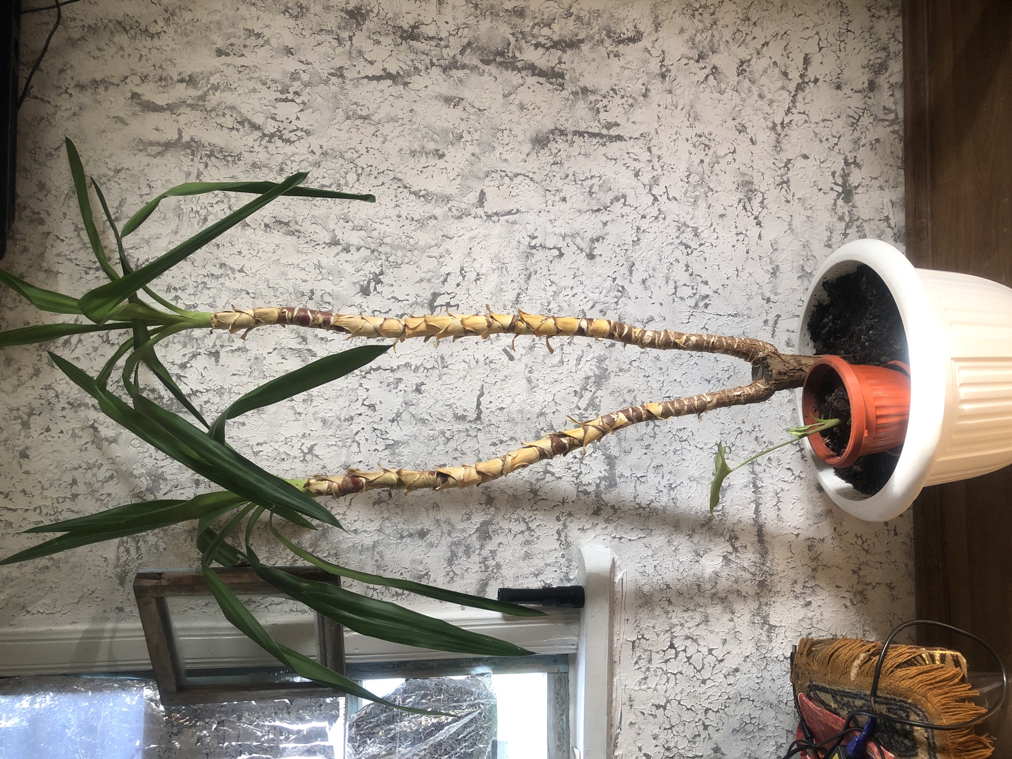 A tall, bushy plant with multiple trunks stands in a white pot. The plant has long, green leaves that fan out from the top of its thick, textured stalks. A smaller, leafy plant in an orange pot sits in front of the larger plant. In the background, a textured, light-colored wall is visible. To the left, a window with a wooden frame allows light to enter, illuminating a portion of the scene. A black flashlight rests on the windowsill. A piece of fabric with fringe is partially visible on the left side of the image. The scene appears to be indoors, possibly in a residential setting.