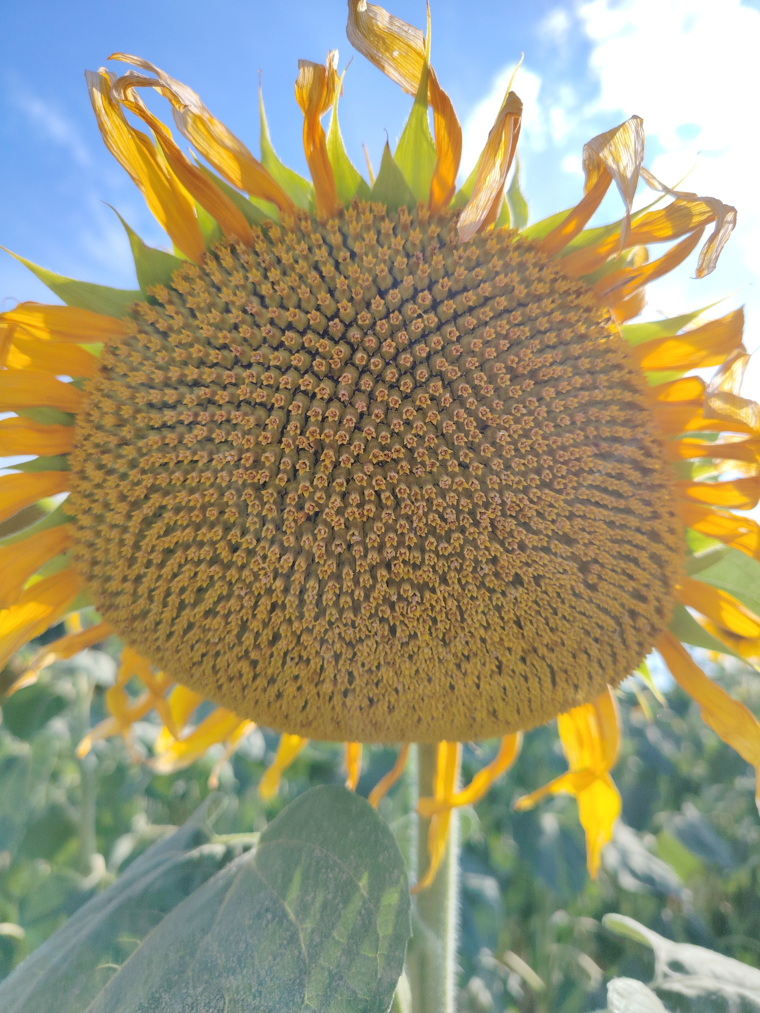 An extreme low-angle, close-up shot captures a blooming sunflower against a bright blue sky with scattered clouds. The sunflower's face is filled with tiny, seed-bearing florets, many of which are a yellowish-brown color. Some of the sunflower's yellow petals are wilting and appear dry, while others are still vibrant. The flower is positioned so that its face takes up most of the frame, with the sky visible above and a blurred green field of other sunflowers below. The image does not contain any people. The specific location of Balyko-Shchuchynka, Ukraine, is not discernible from the image itself.