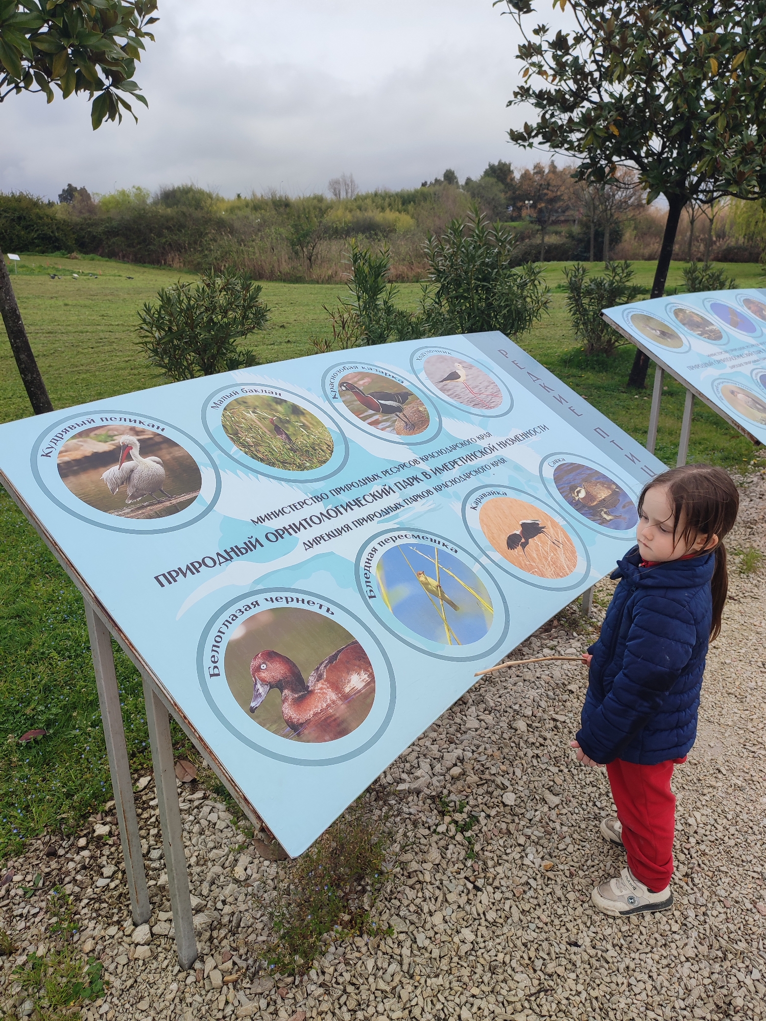 Here is a description of the image:
A young girl in a blue jacket and red pants stands beside an outdoor information board in what appears to be a park or nature reserve. The board is tilted and displays various bird illustrations along with their names in Russian. The ground is covered in gravel, and in the background, there is a green lawn with trees and bushes under an overcast sky. The girl appears to be looking at the board. The text on the board indicates that it relates to the Ministry of Natural Resources of the Krasnodar Region and pertains to a Natural Ornithological Park in the Imereti Lowland. The brand of the girl's shoes is "Mutont". It's impossible to determine if the location is in Sirius, Russia, based solely on the image.