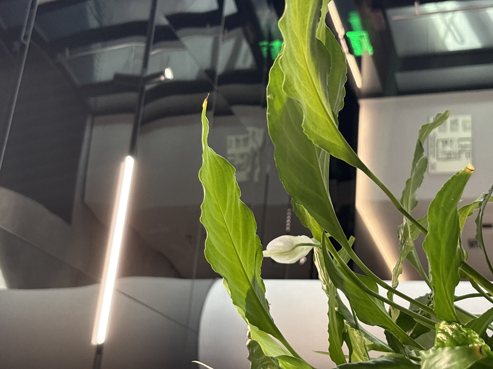 An indoor shot of a plant, likely a peace lily, with large, glossy green leaves dominates the foreground. A single white spathe, partially unfurled, is visible among the foliage. The background is out of focus, showing an indoor environment with modern architecture. A long, horizontal fluorescent light fixture is prominent above the plant, casting a warm glow. In the distance, a green illuminated sign, possibly an exit sign, is visible. The overall impression is of a well-lit indoor space, perhaps an office or public building. The image does not contain any people, specific actions, or interactions. The location is not specified as Moscow, Russia, or any other city.