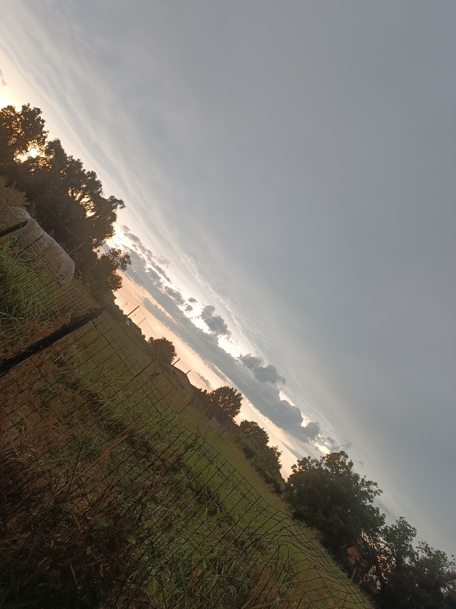 The image depicts a rural landscape, likely a field bordered by a wire fence, under a dramatic sky. The foreground features tall, dry grass and weeds, with the wire fence running diagonally across the frame from the lower left to the upper right. Beyond the fence, a green field is visible, leading towards a line of trees. The trees, silhouetted against the sky, are dense and lush. The sky itself is a prominent feature, with a gradient of colors from a soft orange-pink near the horizon to a deep gray at the top of the frame. Wispy clouds are scattered across the sky, with some darker, more defined clouds clustering towards the horizon, illuminated by what appears to be the setting sun. The overall impression is one of a natural, undeveloped area, possibly on the outskirts of a town or city. The image does not provide any specific clues to identify its location within Viadana, Italy, as there are no identifiable landmarks, buildings, or signage.