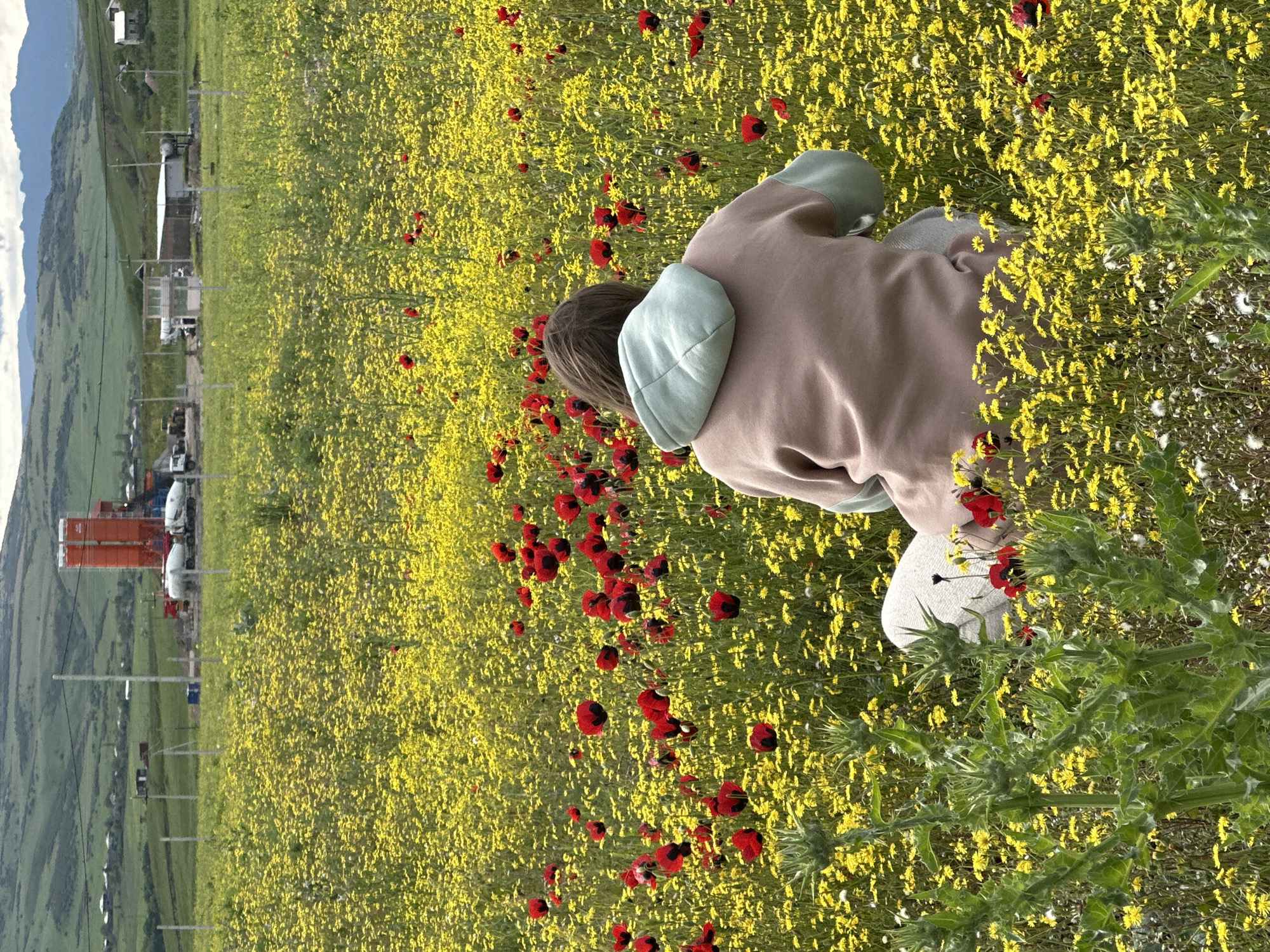 The image depicts a field of yellow flowers interspersed with red poppies in Marneuli, Georgia. A person wearing a light brown hoodie with a light blue hood and light gray pants is bent over in the field. In the background, there is a landscape with buildings, vehicles, and mountains.